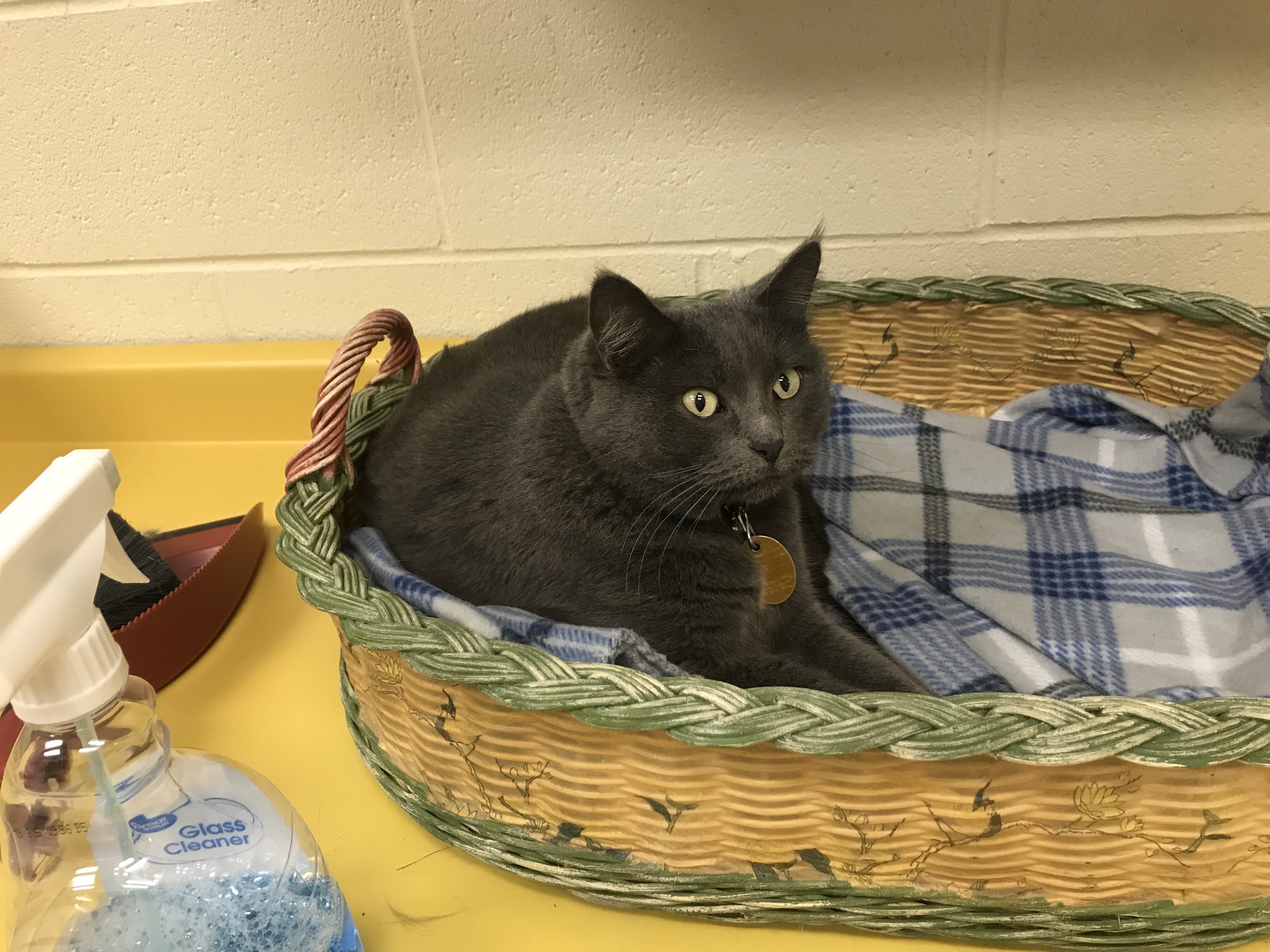 Gracie, Adoptable, Adult Female Domestic Short Hair.