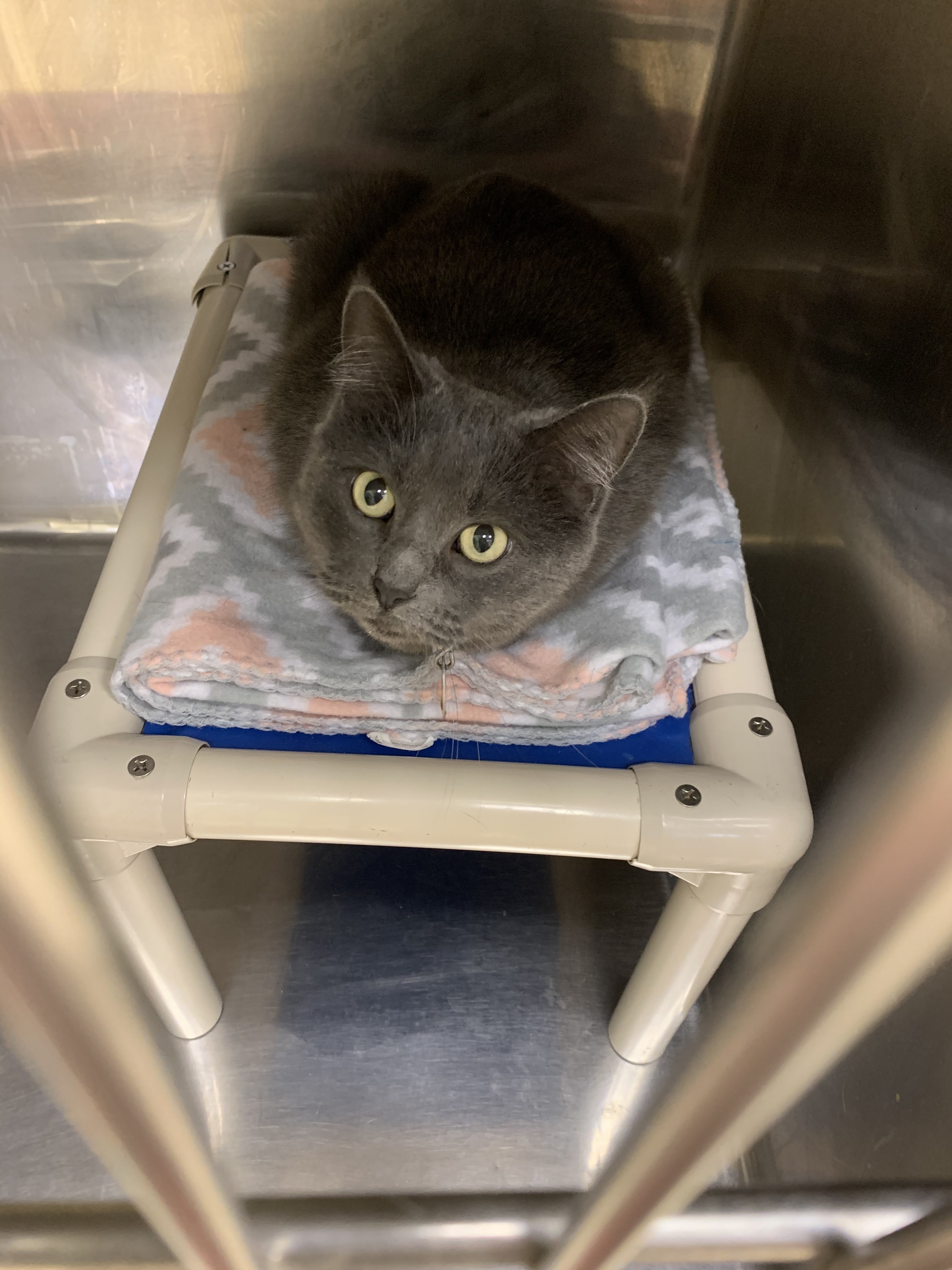 Gracie, a Adoptable Domestic Short Hair in Keokuk, IA image 2/12