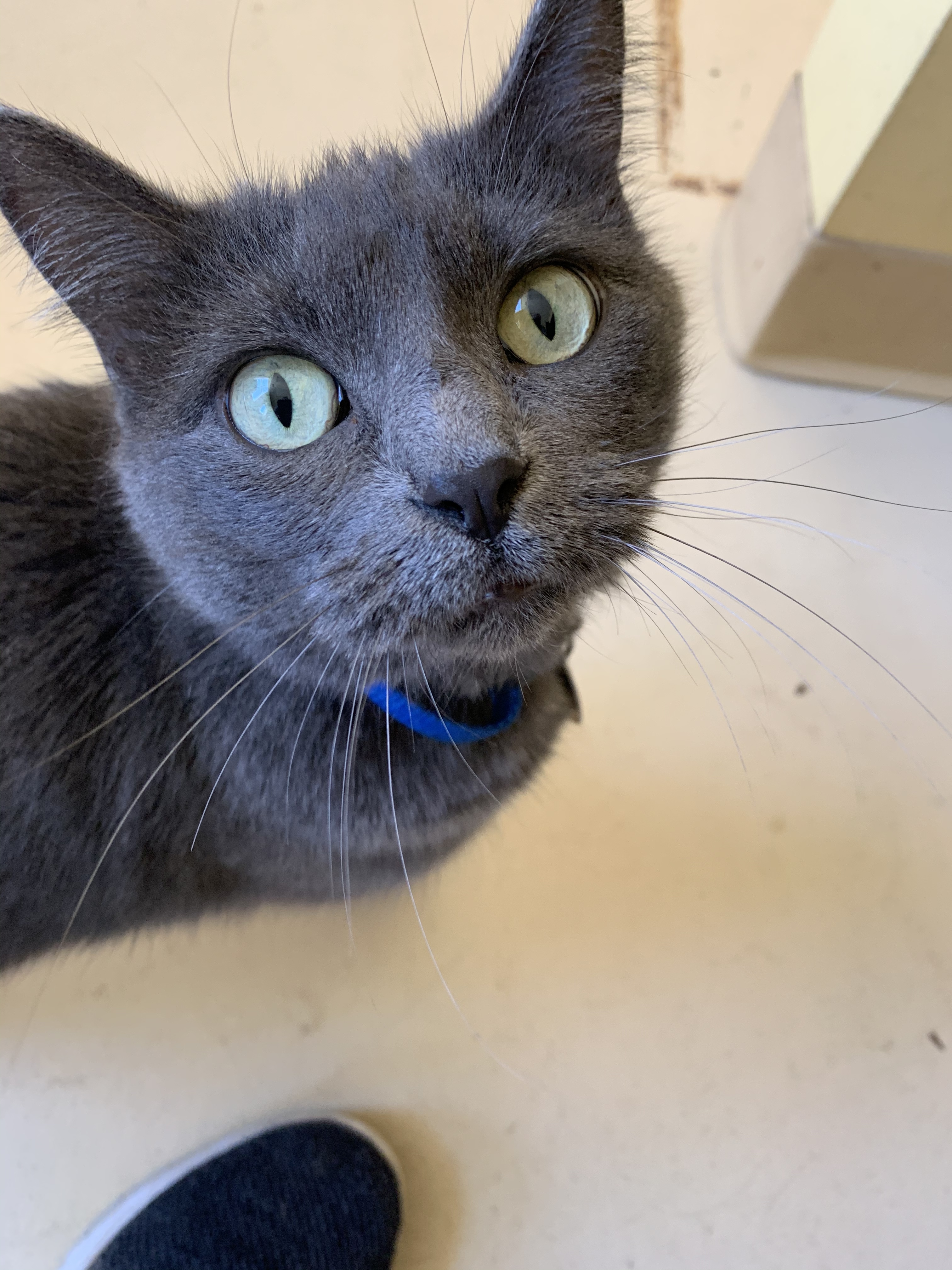 Gracie, Adoptable, Adult Female Domestic Short Hair.