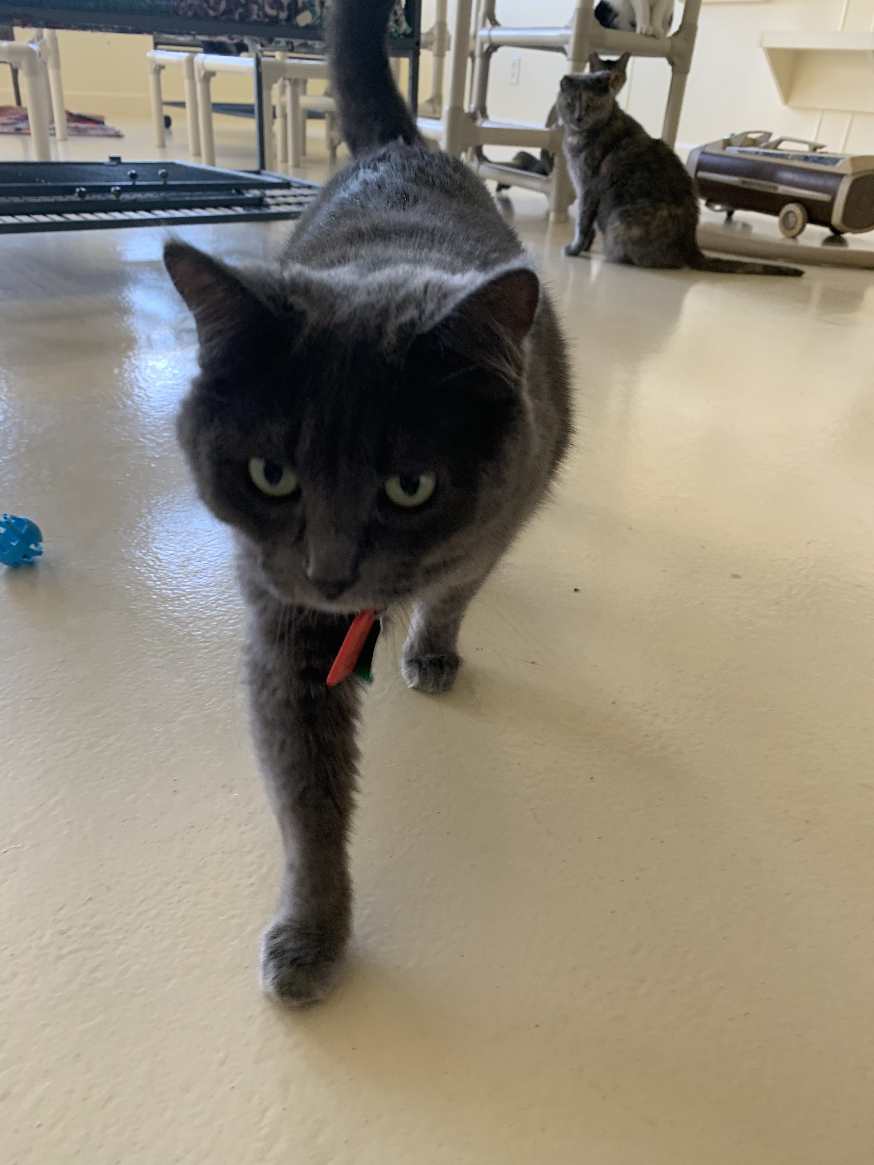 Gracie, a Adoptable Domestic Short Hair in Keokuk, IA image 4/12