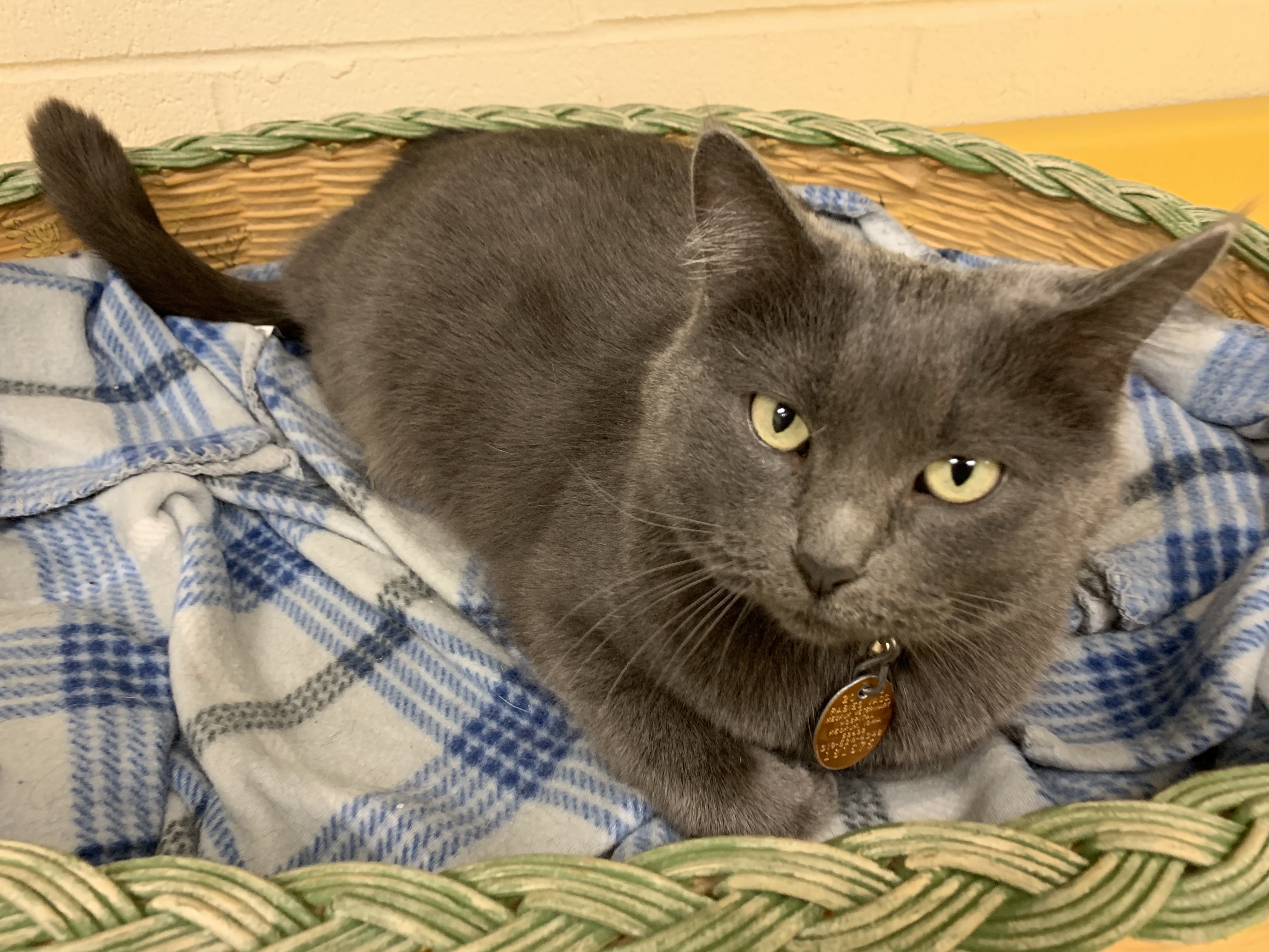 Gracie, a Adoptable Domestic Short Hair in Keokuk, IA image 5/12
