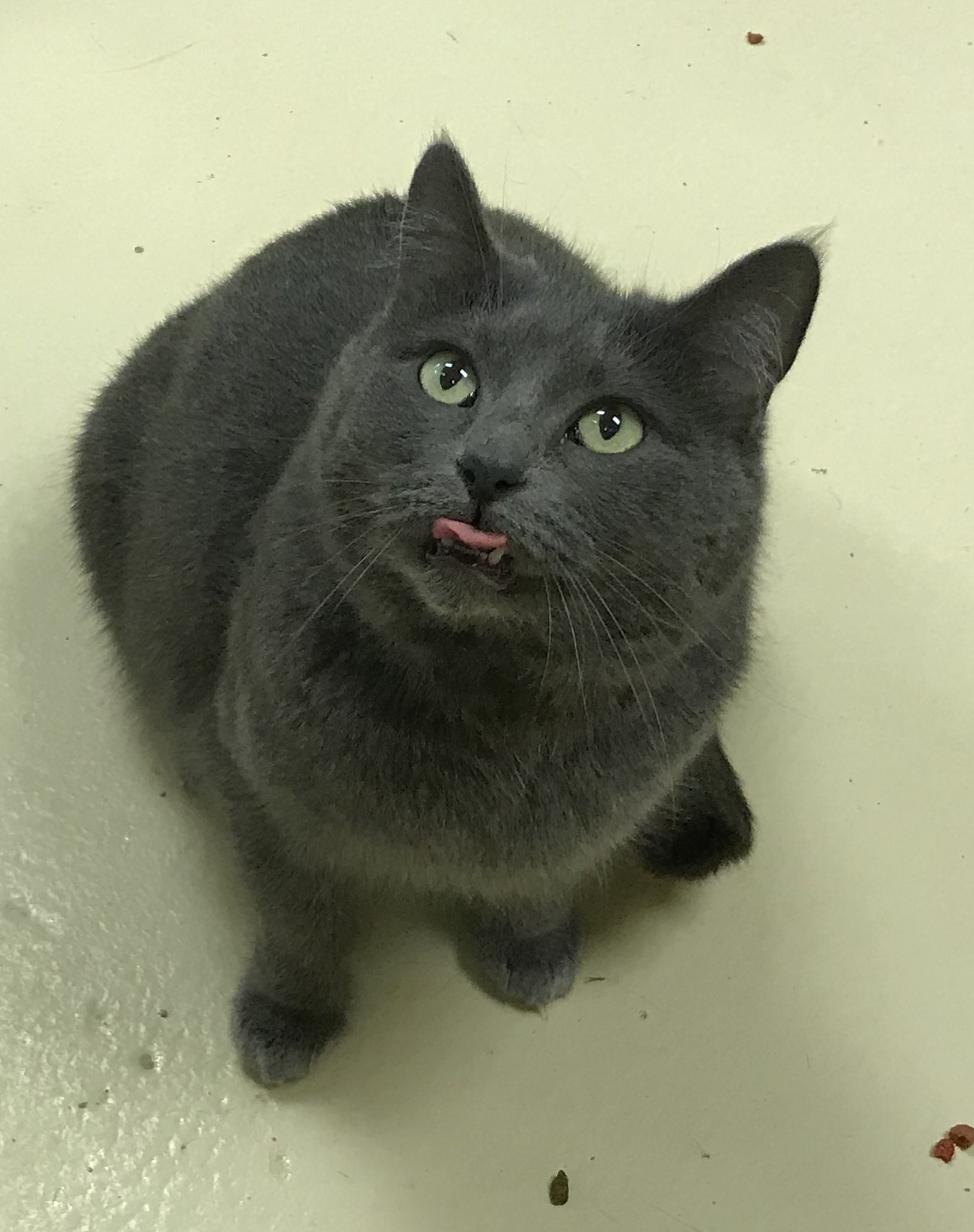 Gracie, a Adoptable Domestic Short Hair in Keokuk, IA image 6/12