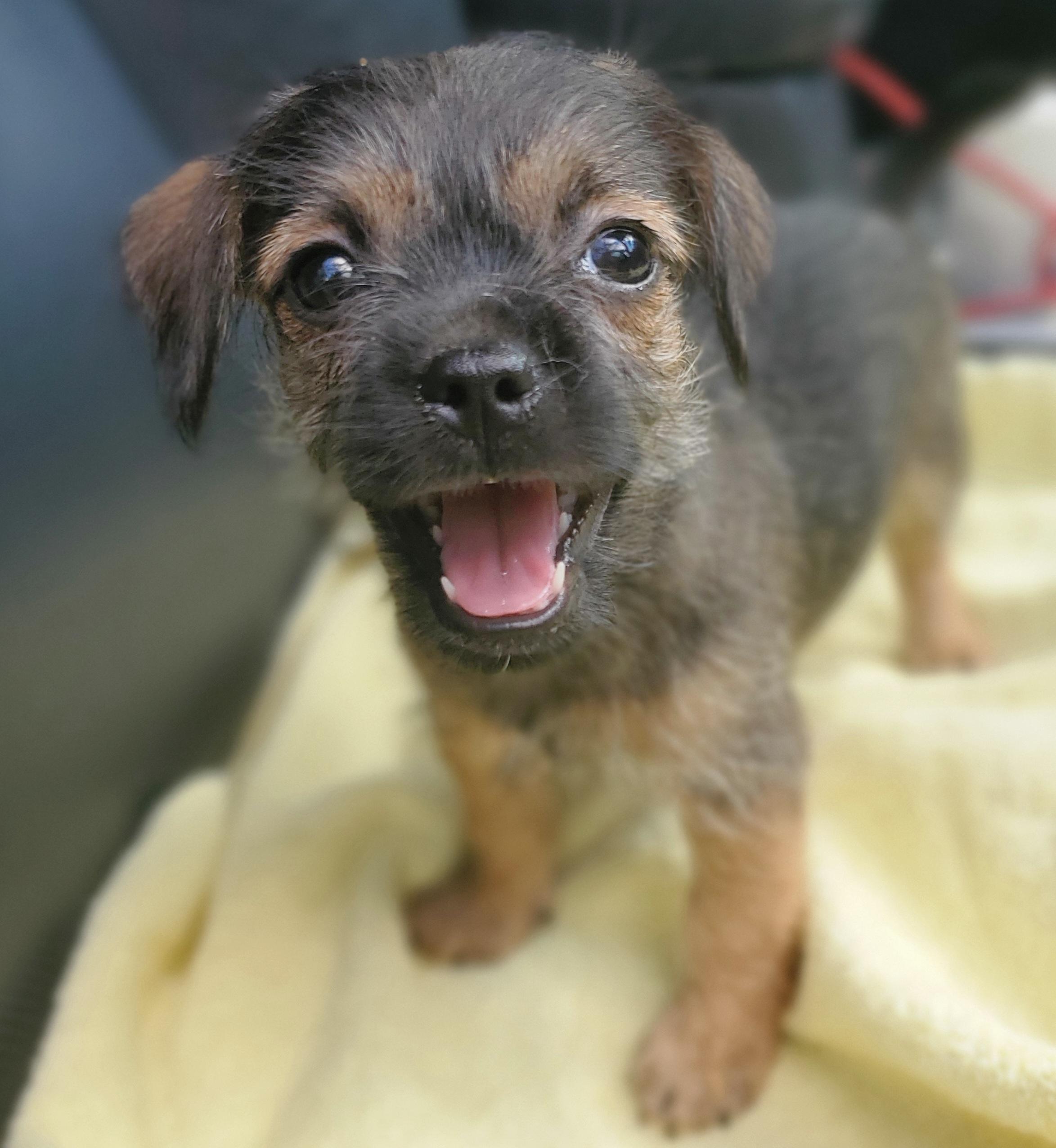 Enlarge Nash, a ADOPTABLE mixed breed in Gilbert, SC image 4/6