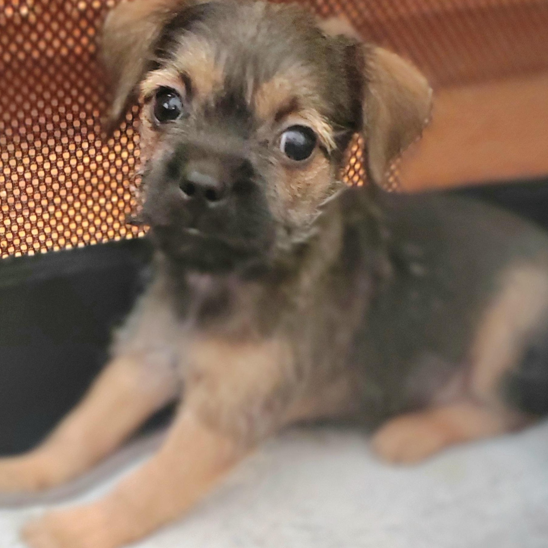 Enlarge Nash, a ADOPTABLE mixed breed in Gilbert, SC image 1/6