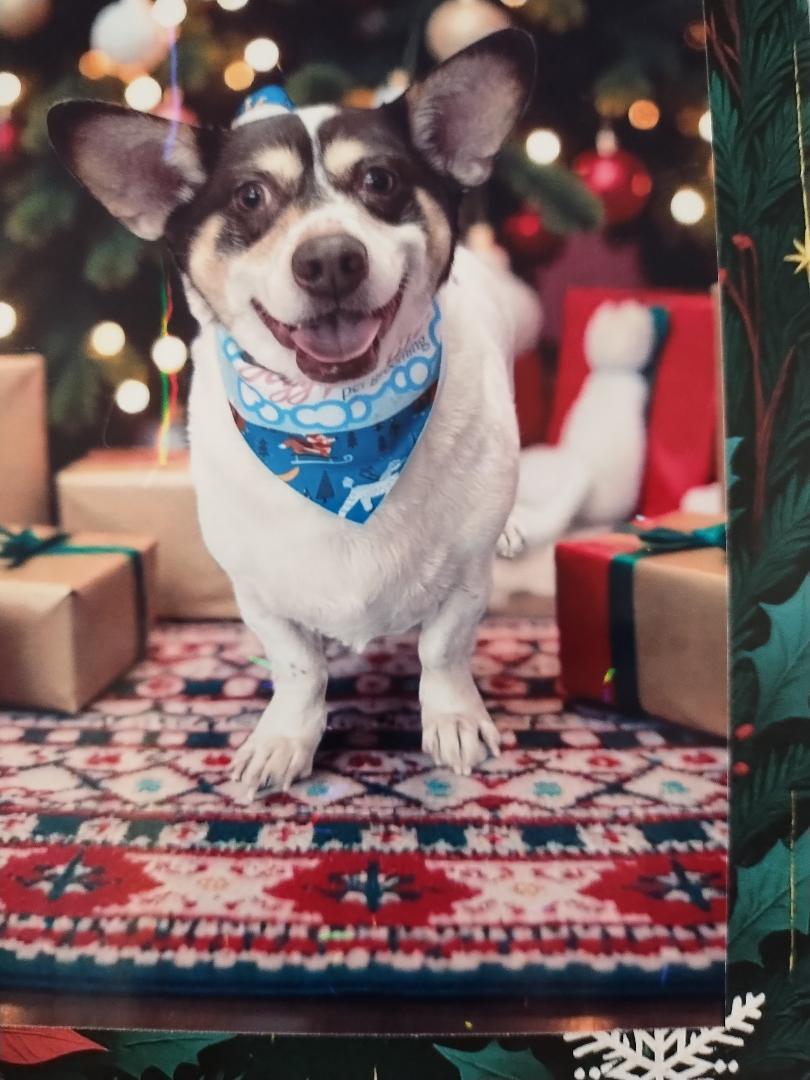 Oso, Adoptable, Adult Male Corgi & Chihuahua.