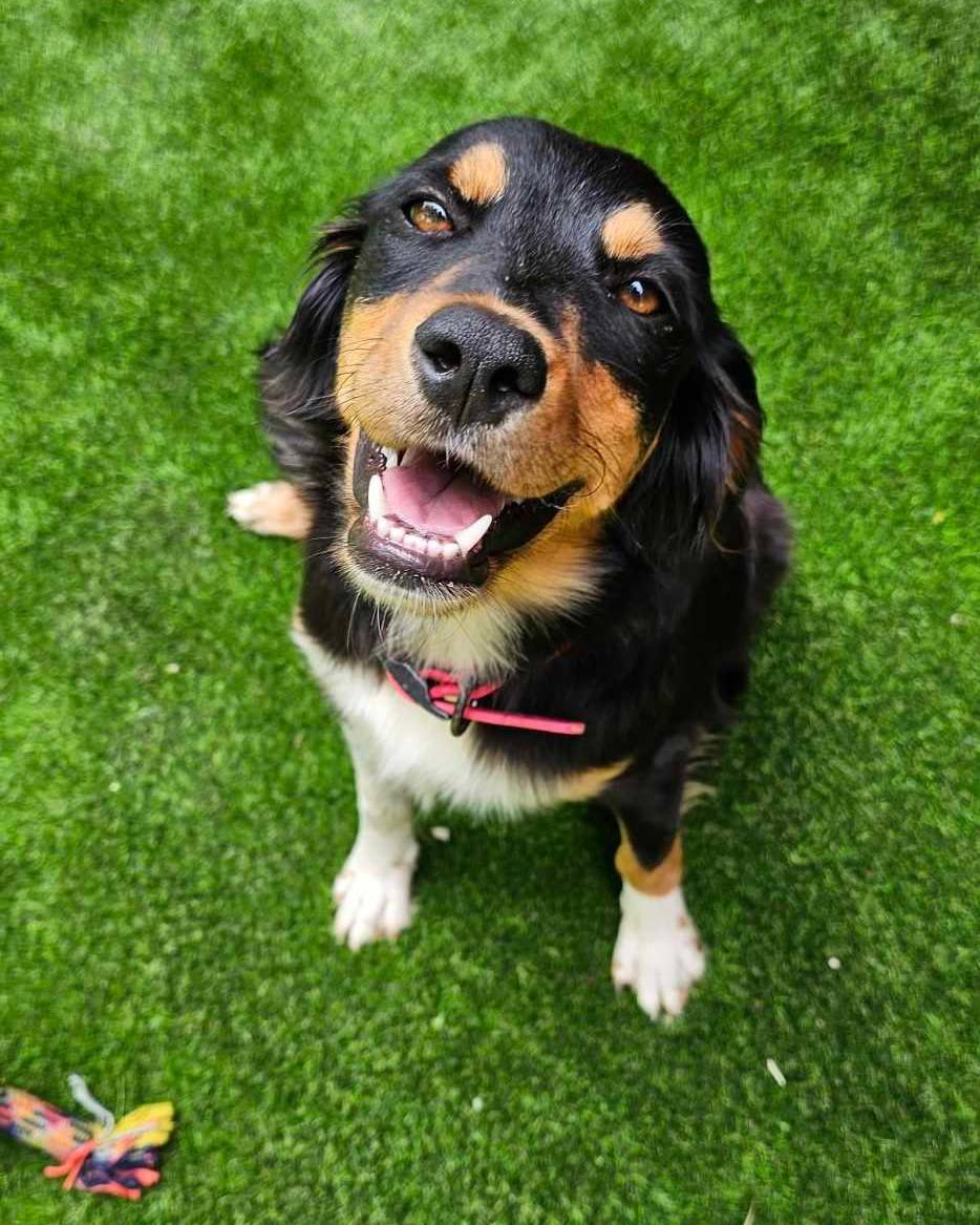 Clover (2024), Adopted, Young Female Border Collie & Australian Shepherd.