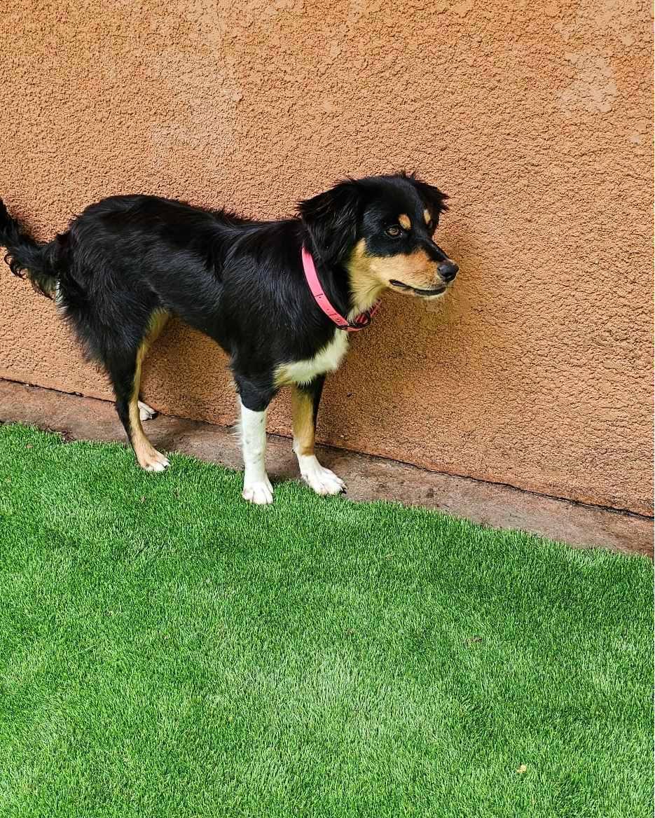 Clover (2024), a Adopted mixed breed in Whitewright, TX image 2/3