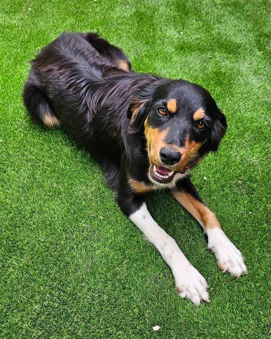 Clover (2024), a Adopted mixed breed in Whitewright, TX image 3/3