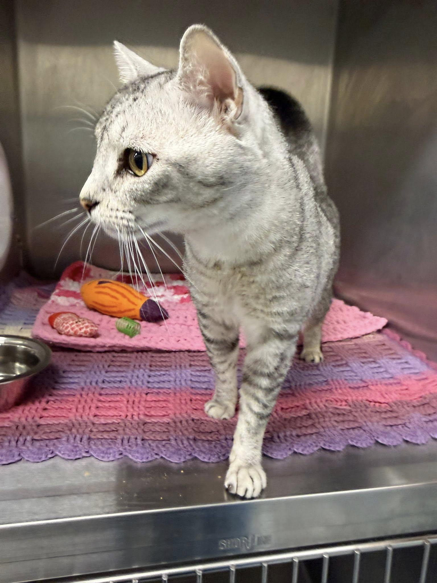 Enlarge Wallace MCACC, a ADOPTABLE mixed breed in Clarksville, TN image 4/5