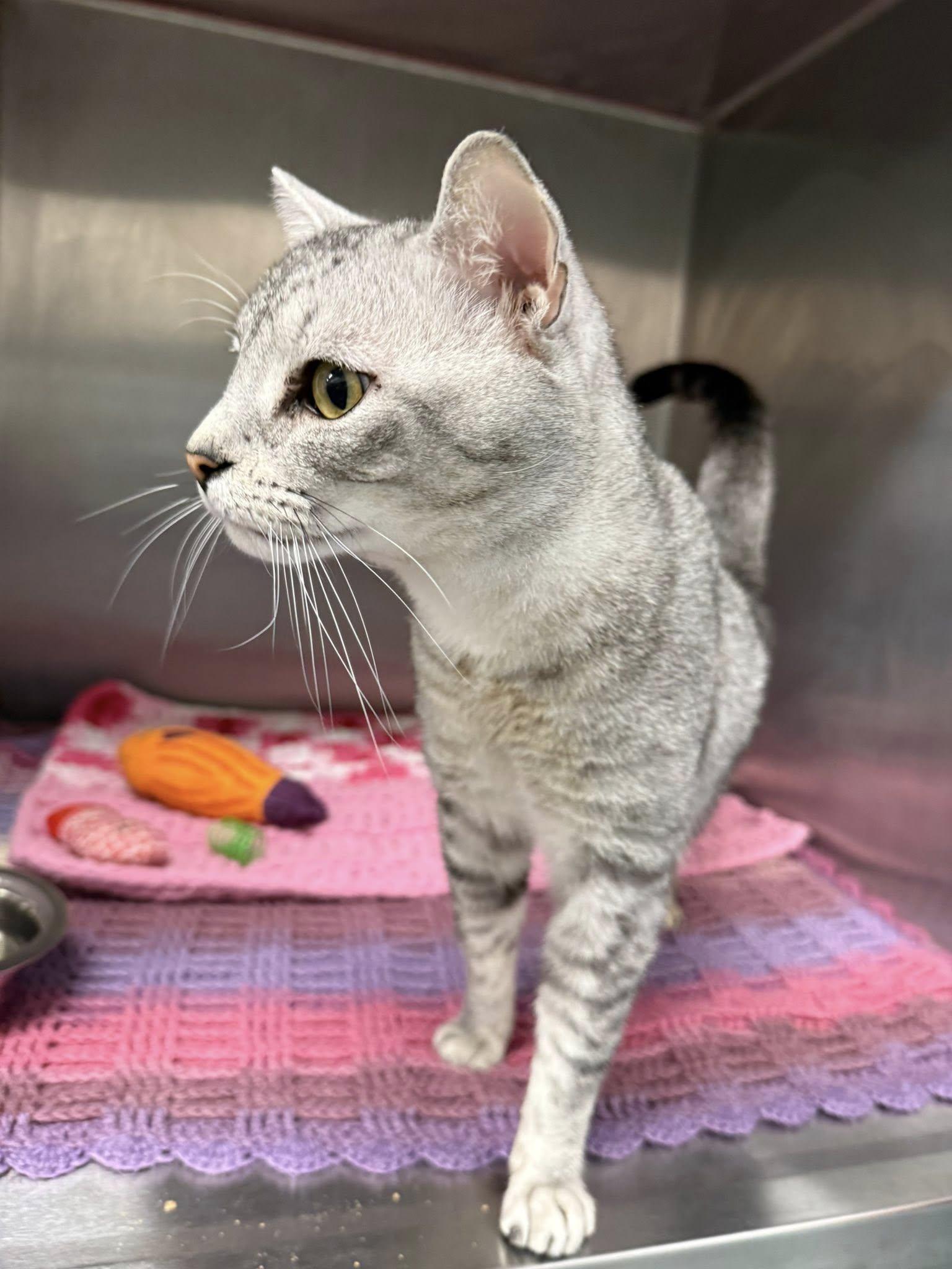 Enlarge Wallace MCACC, a ADOPTABLE mixed breed in Clarksville, TN image 3/5