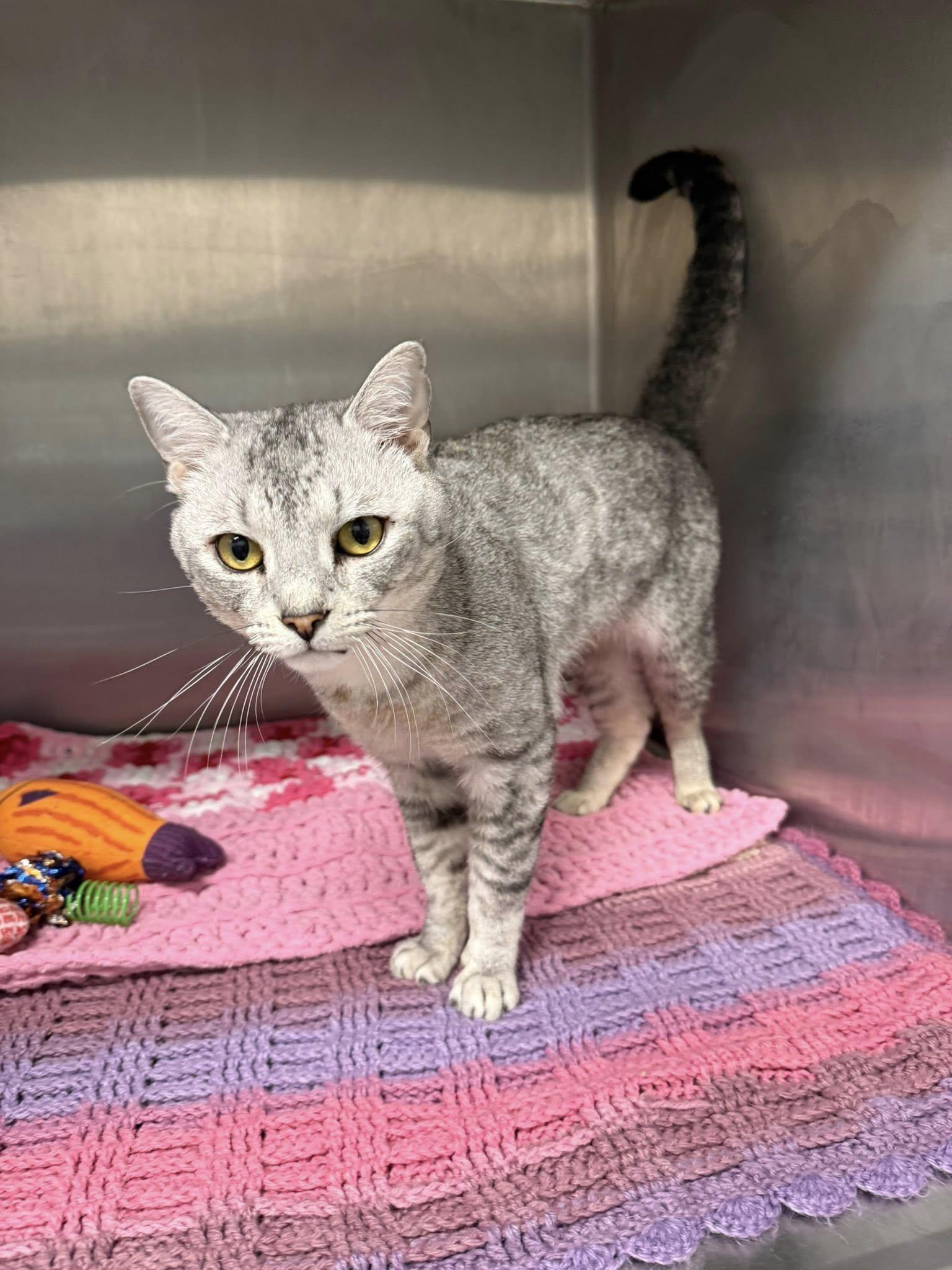 Enlarge Wallace MCACC, a ADOPTABLE mixed breed in Clarksville, TN image 5/5