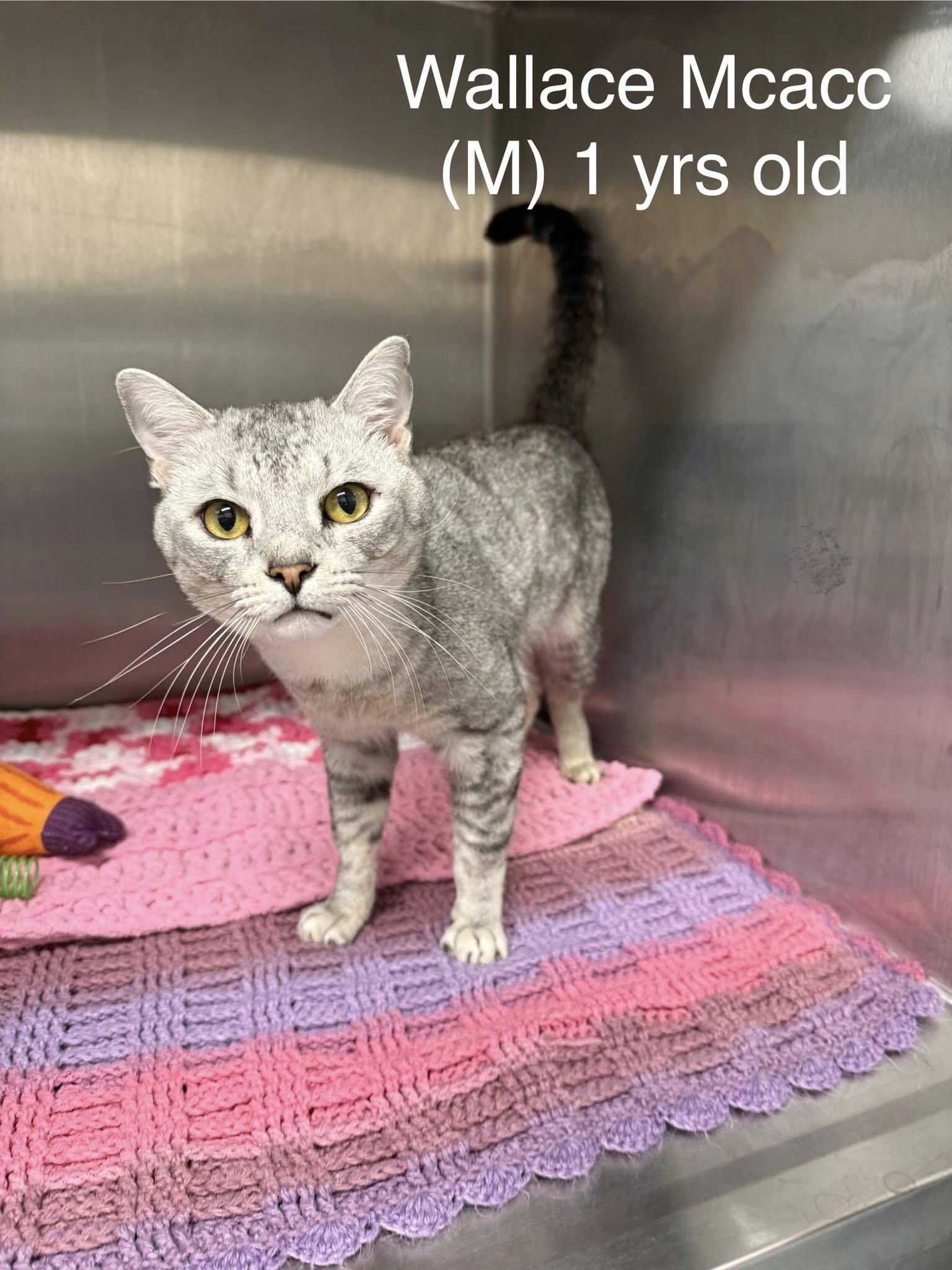 Enlarge Wallace MCACC, a ADOPTABLE mixed breed in Clarksville, TN image 2/5