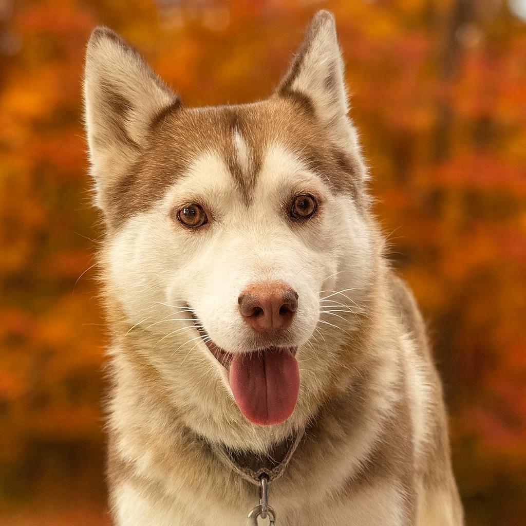Cinnamon, a Adoptable Husky in Fresno, CA image 1/6