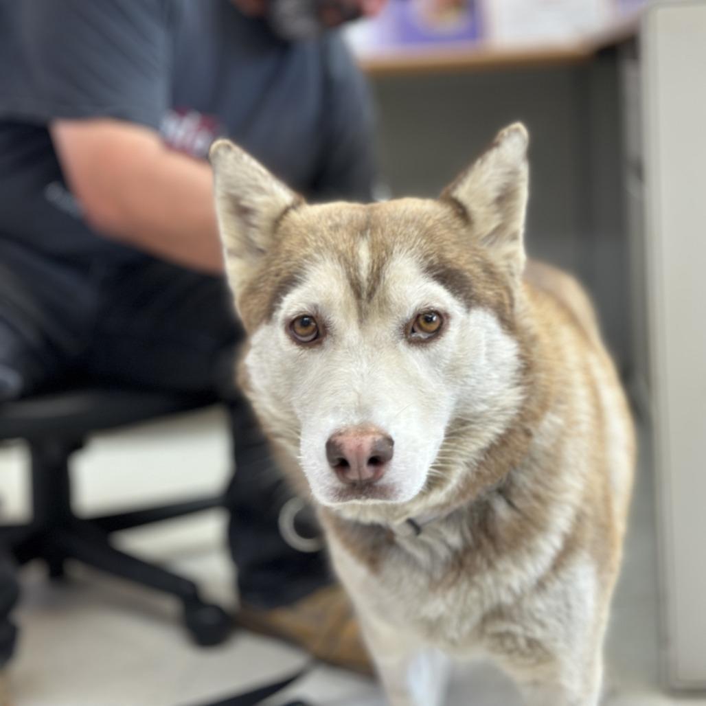 Cinnamon, a Adoptable Husky in Fresno, CA image 2/6