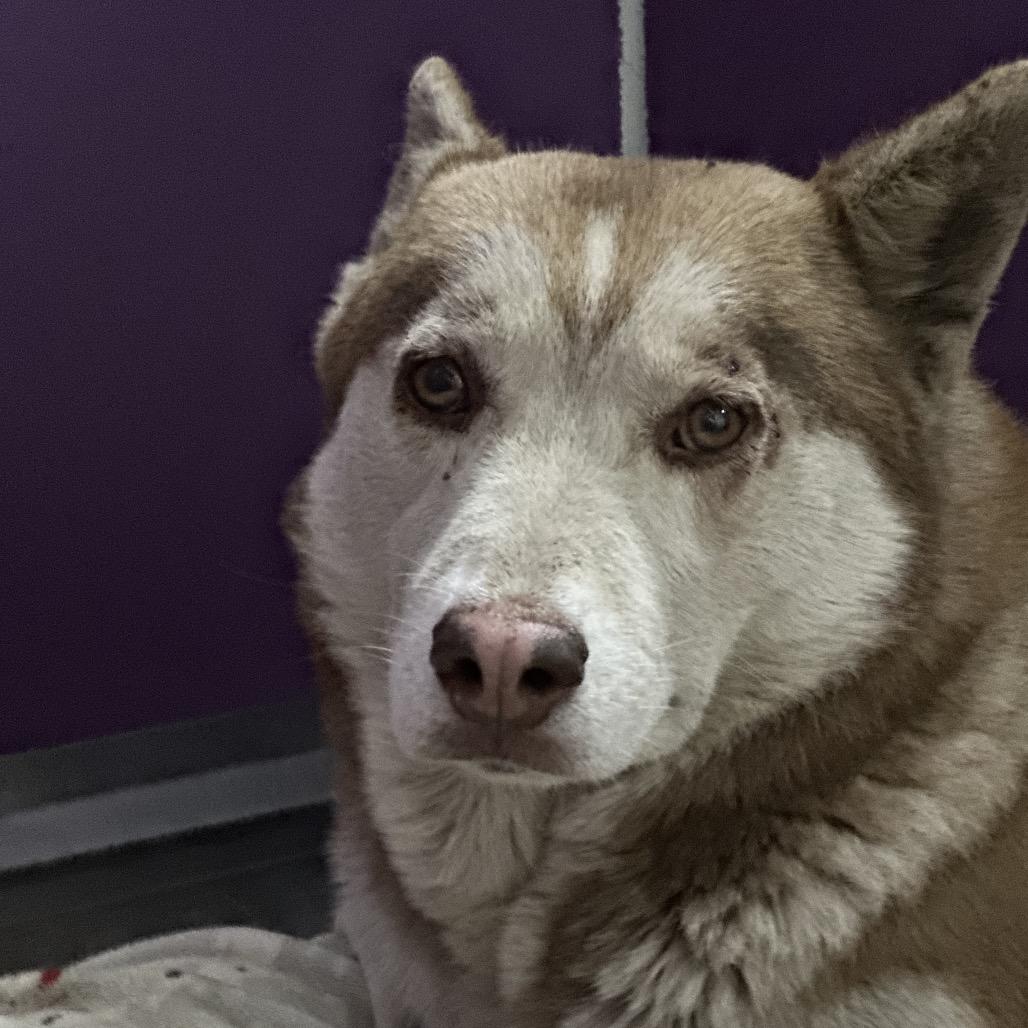Cinnamon, a Adoptable Husky in Fresno, CA image 3/6