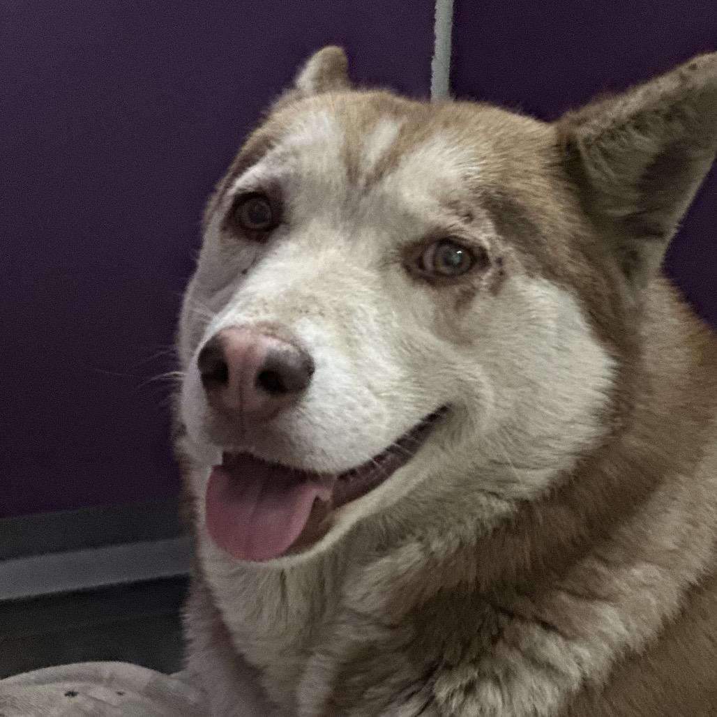Cinnamon, a Adoptable Husky in Fresno, CA image 5/6