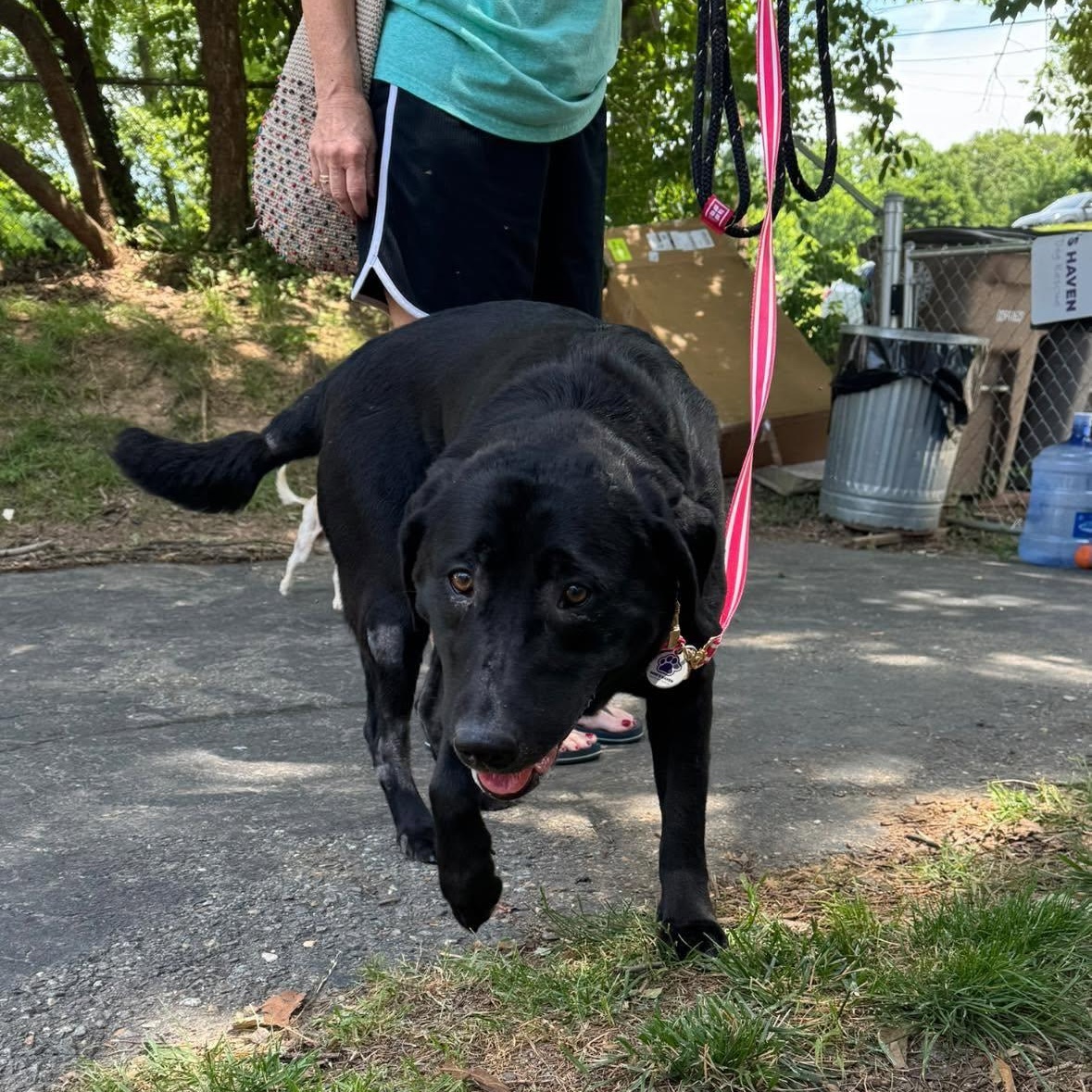 Enlarge Zoey, an adopted Labrador Retriever in Rockville, MD image 4/4