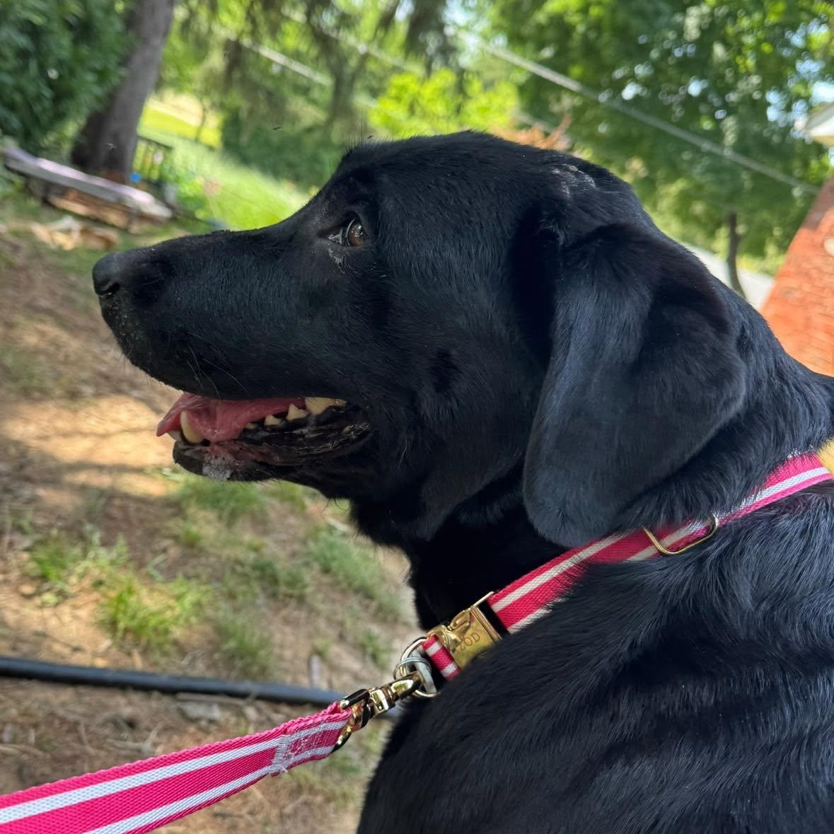 Enlarge Zoey, an adopted Labrador Retriever in Rockville, MD image 3/4