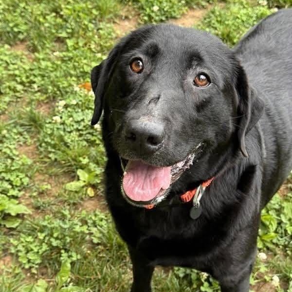Zoey, adopted, Adult Female Labrador Retriever.