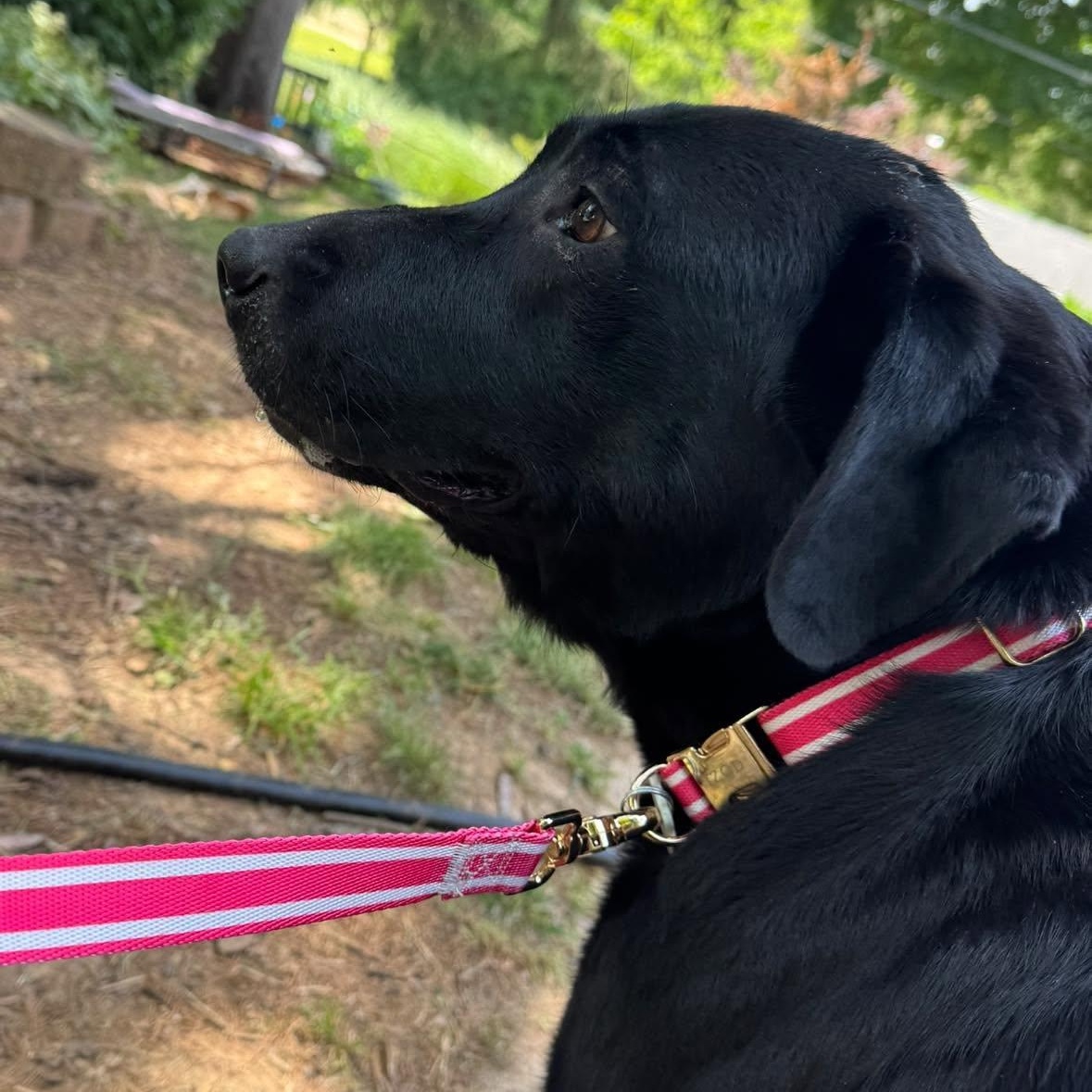 Enlarge Zoey, an adopted Labrador Retriever in Rockville, MD image 2/4