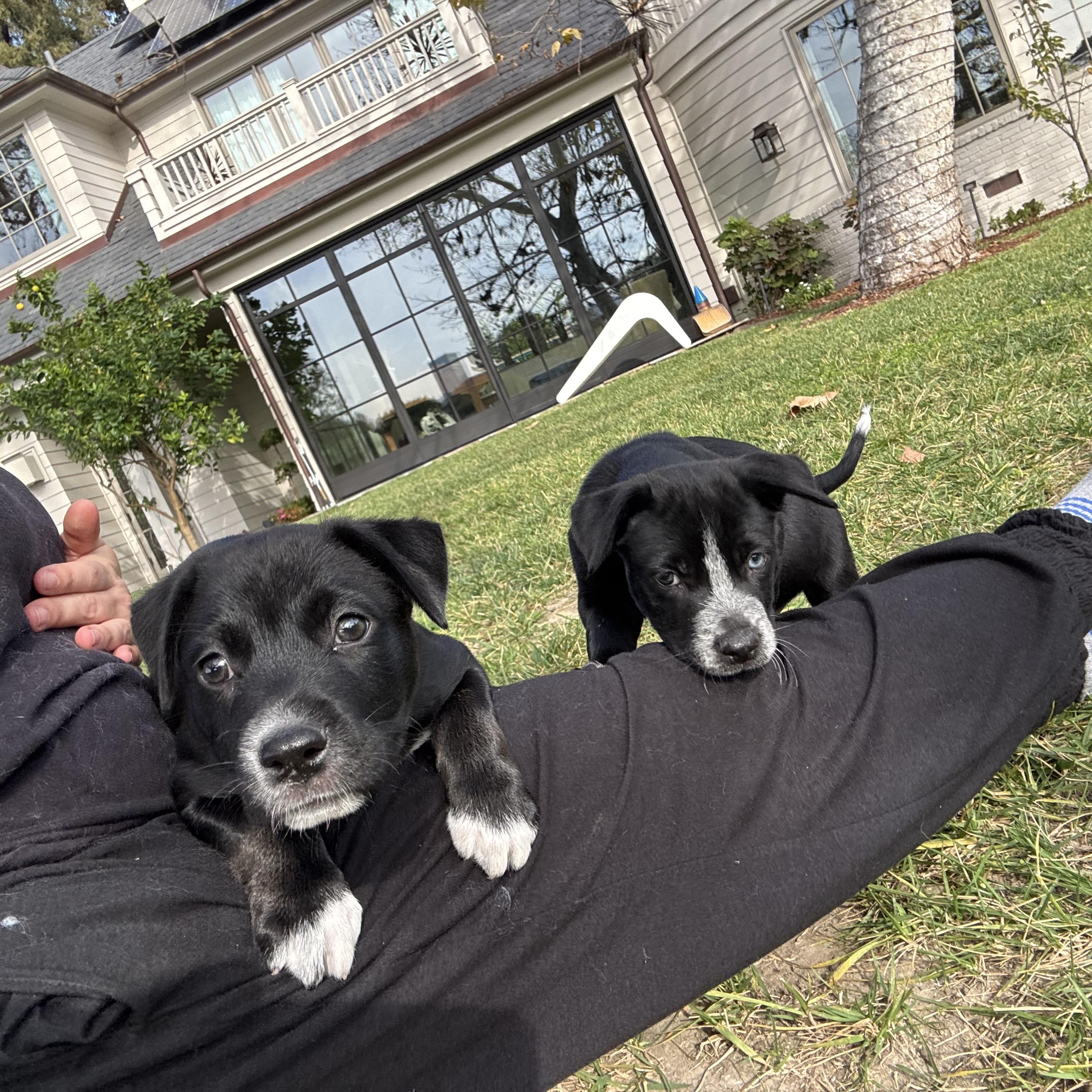 Enlarge Daisy Mae, a Adoptable mixed breed in Burbank, CA image 2/3