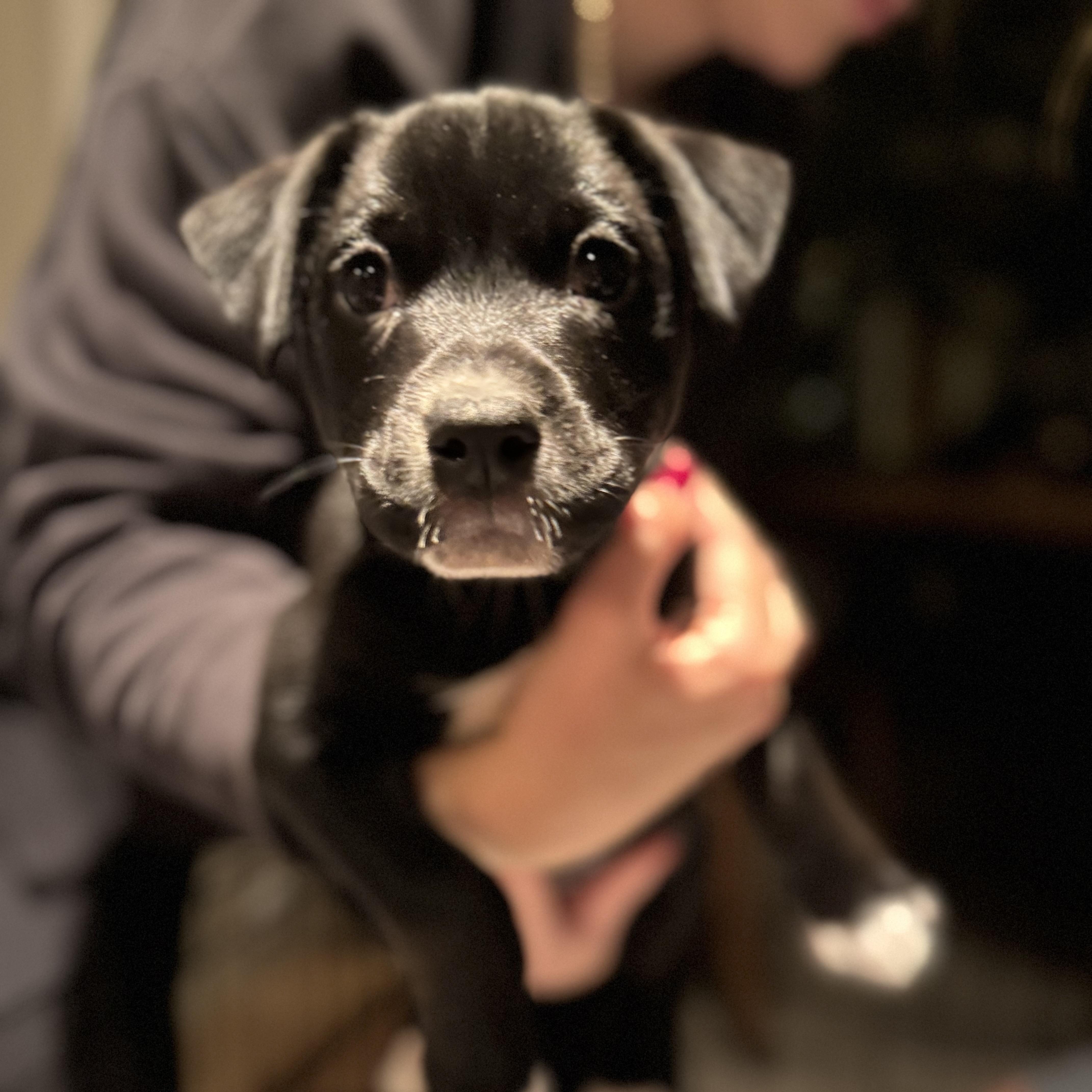 Enlarge Daisy Mae, a Adoptable mixed breed in Burbank, CA image 1/3