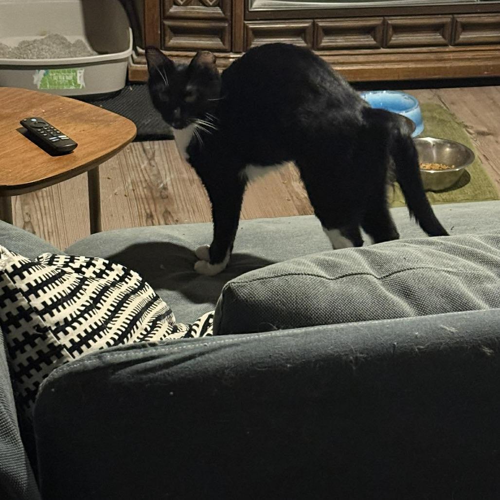 Enlarge Margo *Working Cat*, a Adoptable Domestic Short Hair in Jarrettsville, MD image 1/6