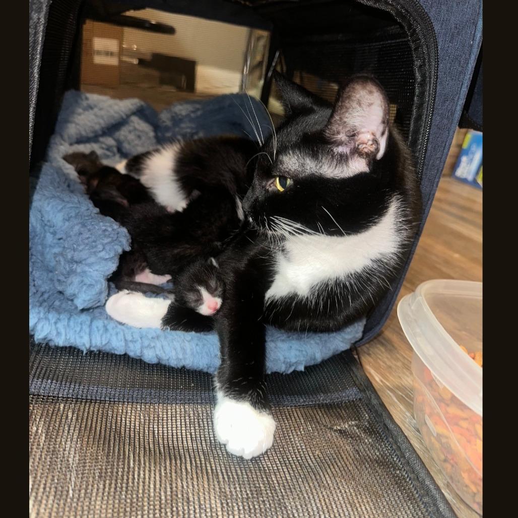 Margo *Working Cat*, Adoptable, Adult Female Domestic Short Hair.