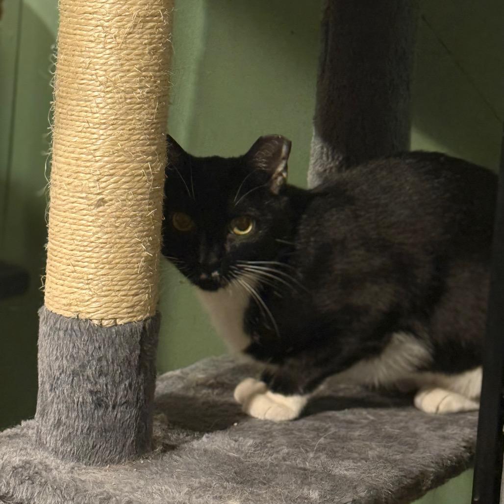 Enlarge Margo *Working Cat*, a Adoptable Domestic Short Hair in Jarrettsville, MD image 2/6