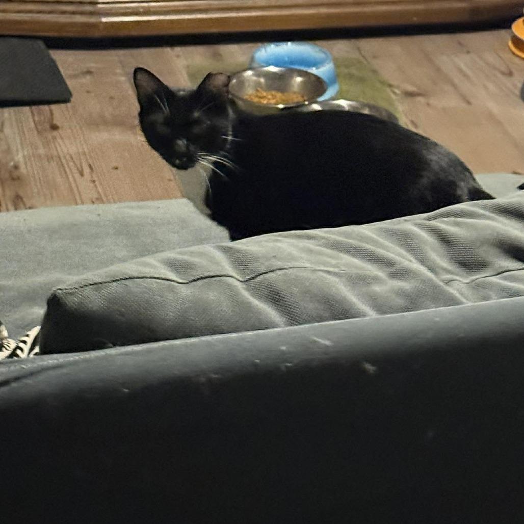 Enlarge Margo *Working Cat*, a Adoptable Domestic Short Hair in Jarrettsville, MD image 3/6