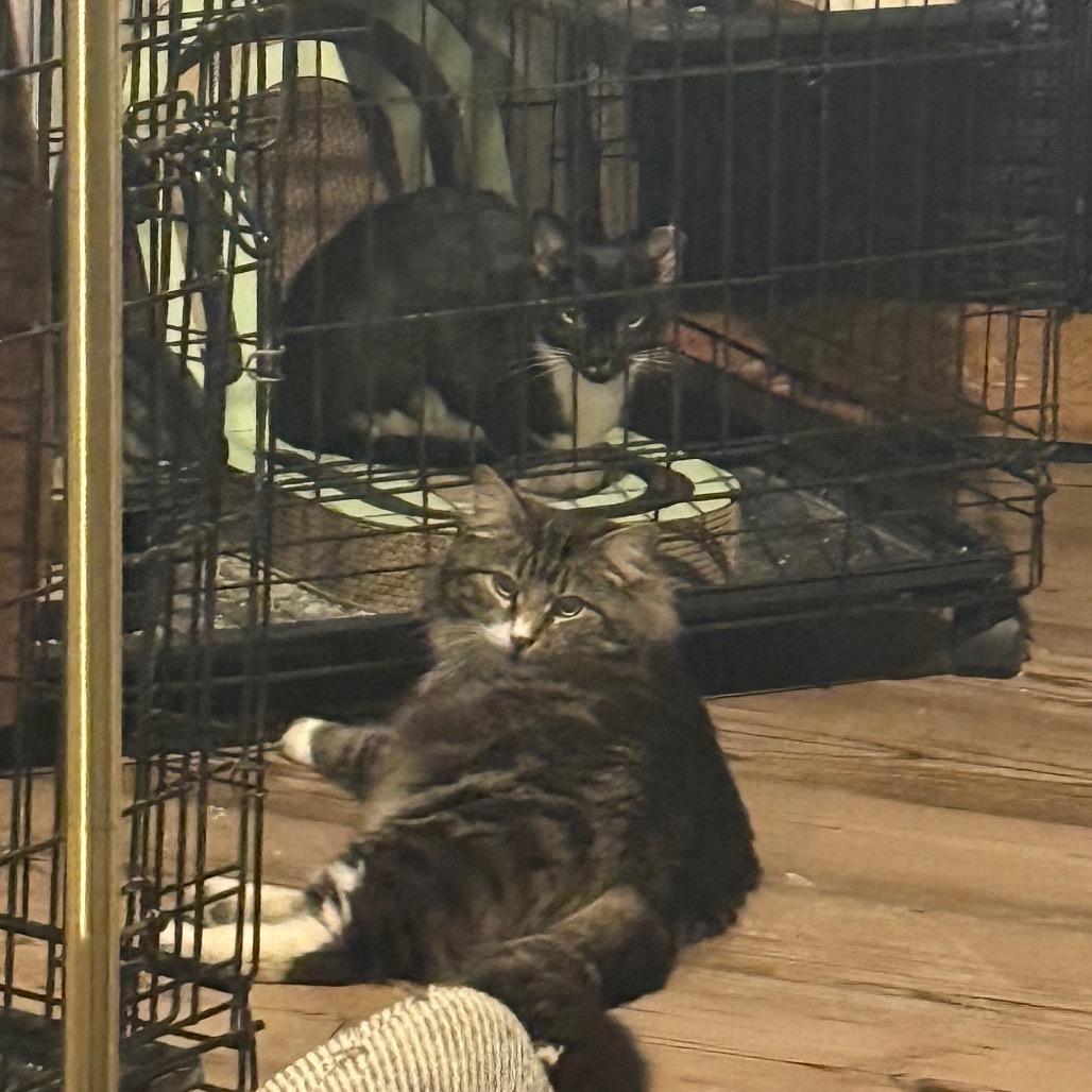 Enlarge Margo *Working Cat*, a Adoptable Domestic Short Hair in Jarrettsville, MD image 2/3