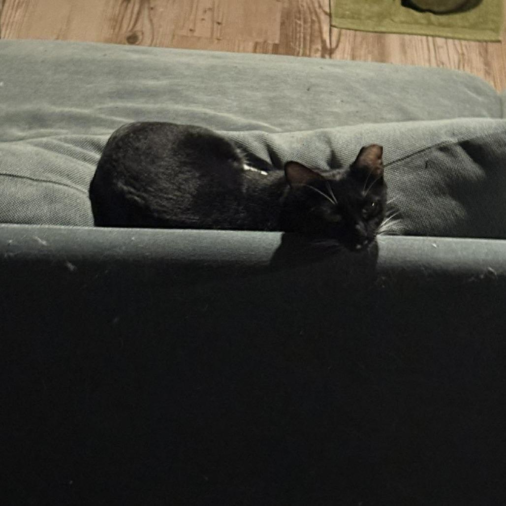 Enlarge Margo *Working Cat*, a Adoptable Domestic Short Hair in Jarrettsville, MD image 4/6