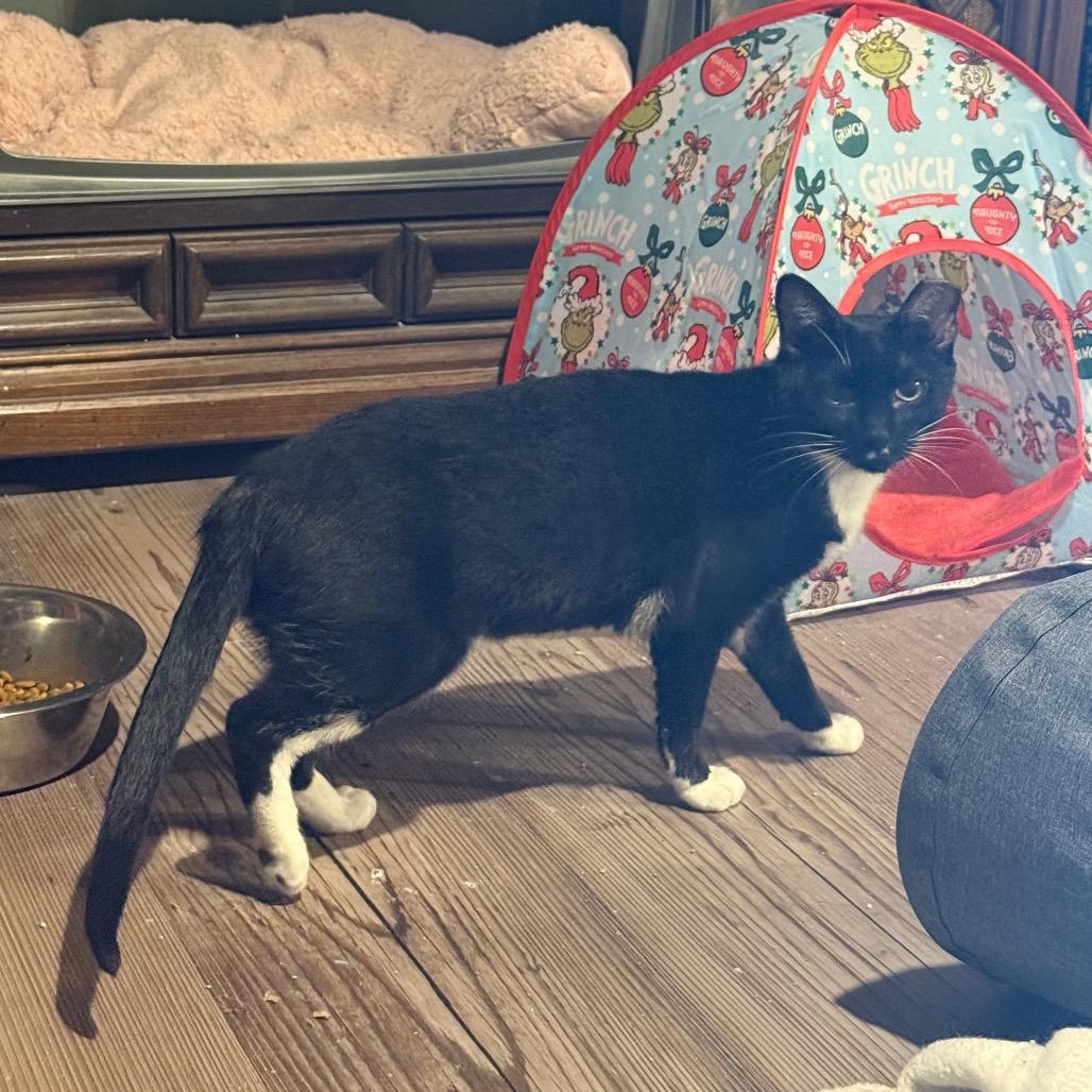 Enlarge Margo *Working Cat*, a Adoptable Domestic Short Hair in Jarrettsville, MD image 5/6