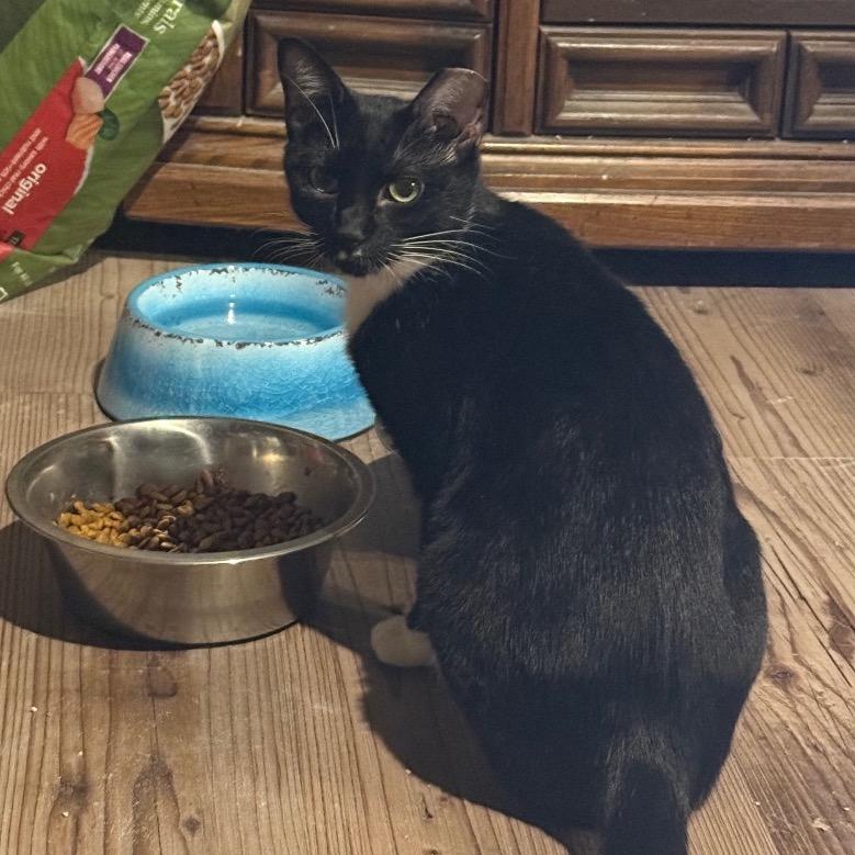 Enlarge Margo *Working Cat*, a Adoptable Domestic Short Hair in Jarrettsville, MD image 6/6