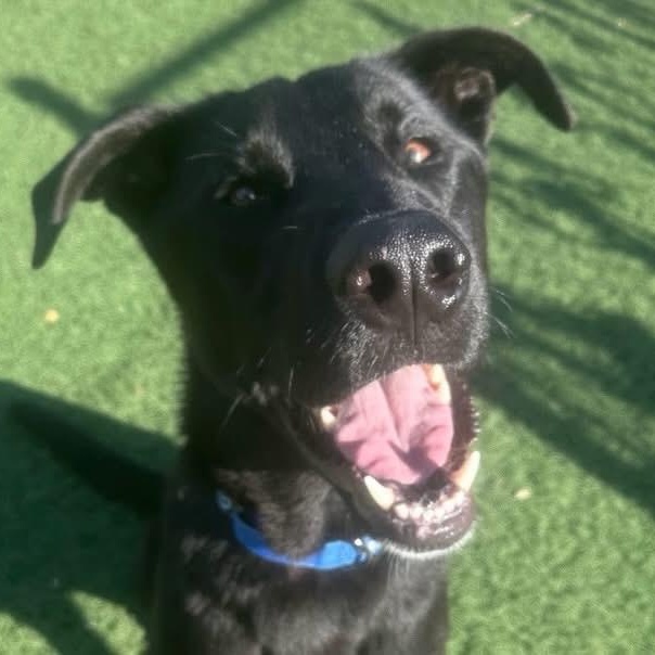 Enlarge Harley, a ADOPTABLE Mixed Breed in Wilsall, MT image 1/1