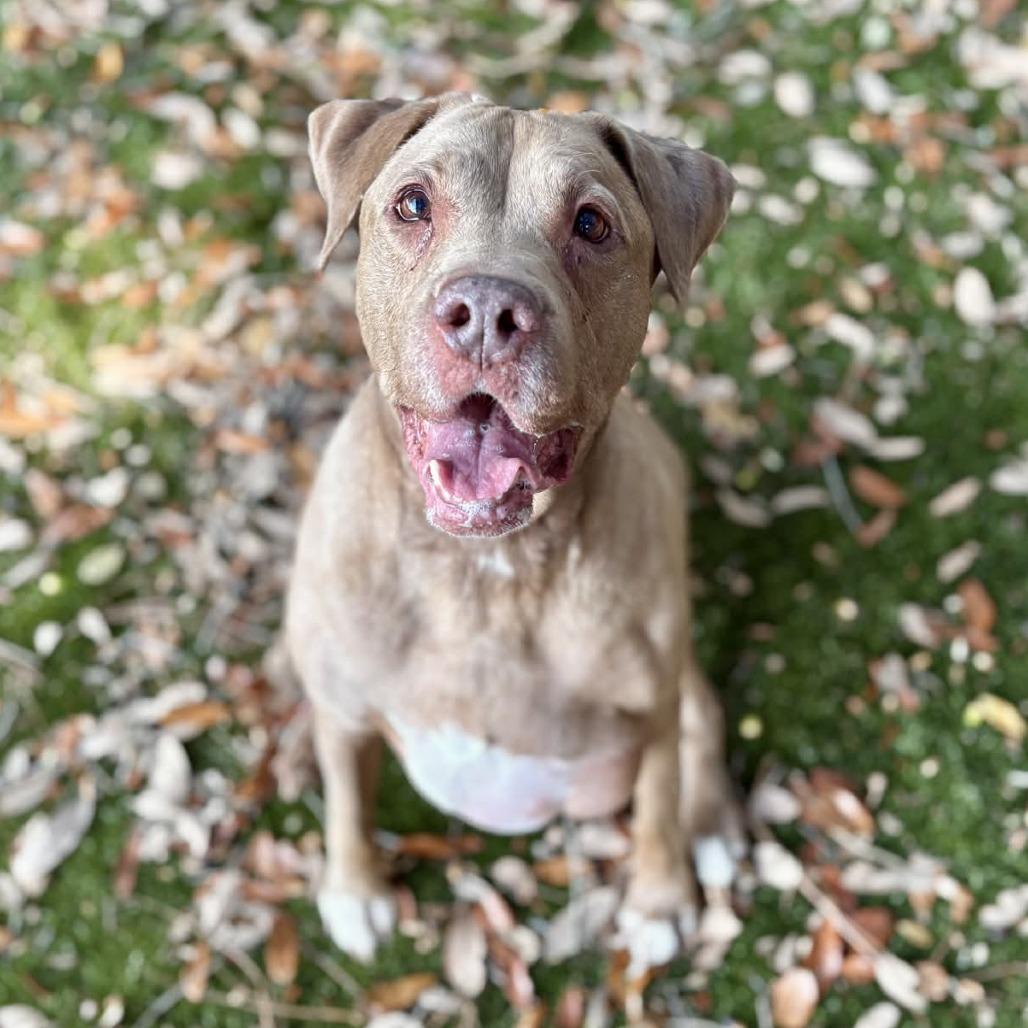 Maggie Pie, Adoptable, Adult Female Mixed Breed.