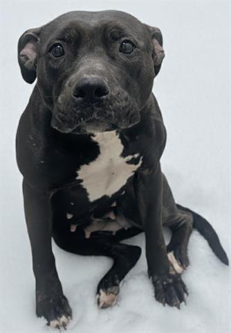 CHER, Adoptable, Adult Female Pit Bull Terrier.