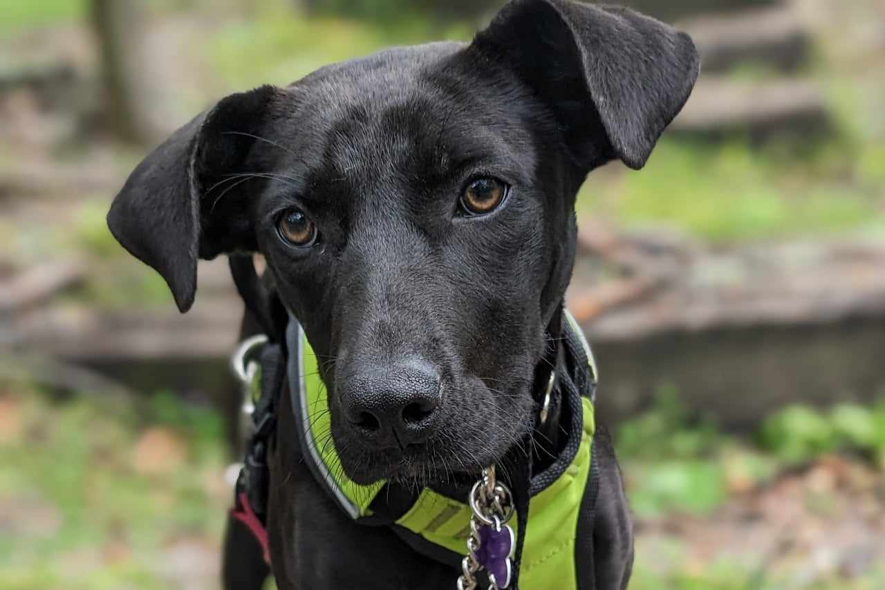 Buttercup, Young Female Black Labrador Retriever