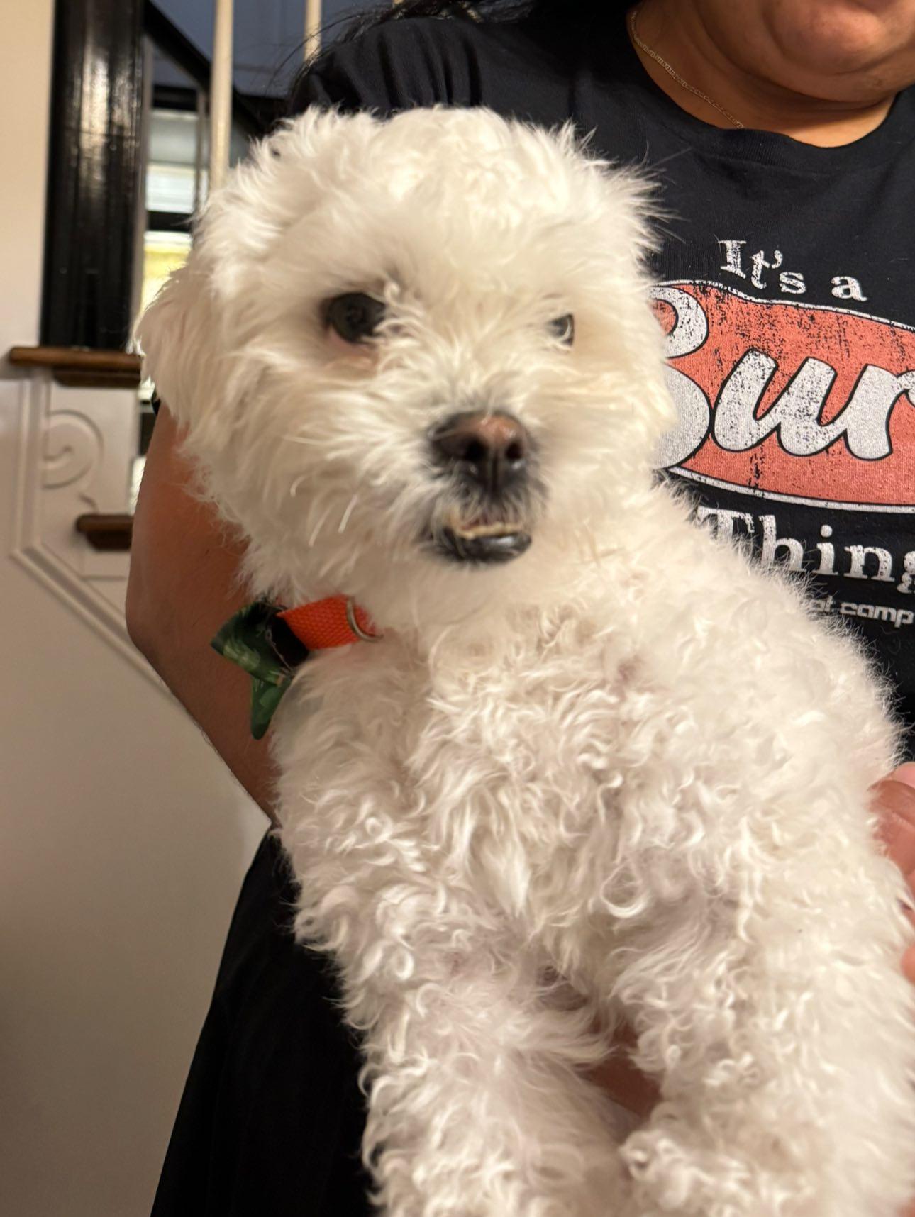 Luffy, a Adoptable mixed breed in Matthews, NC image 2/2