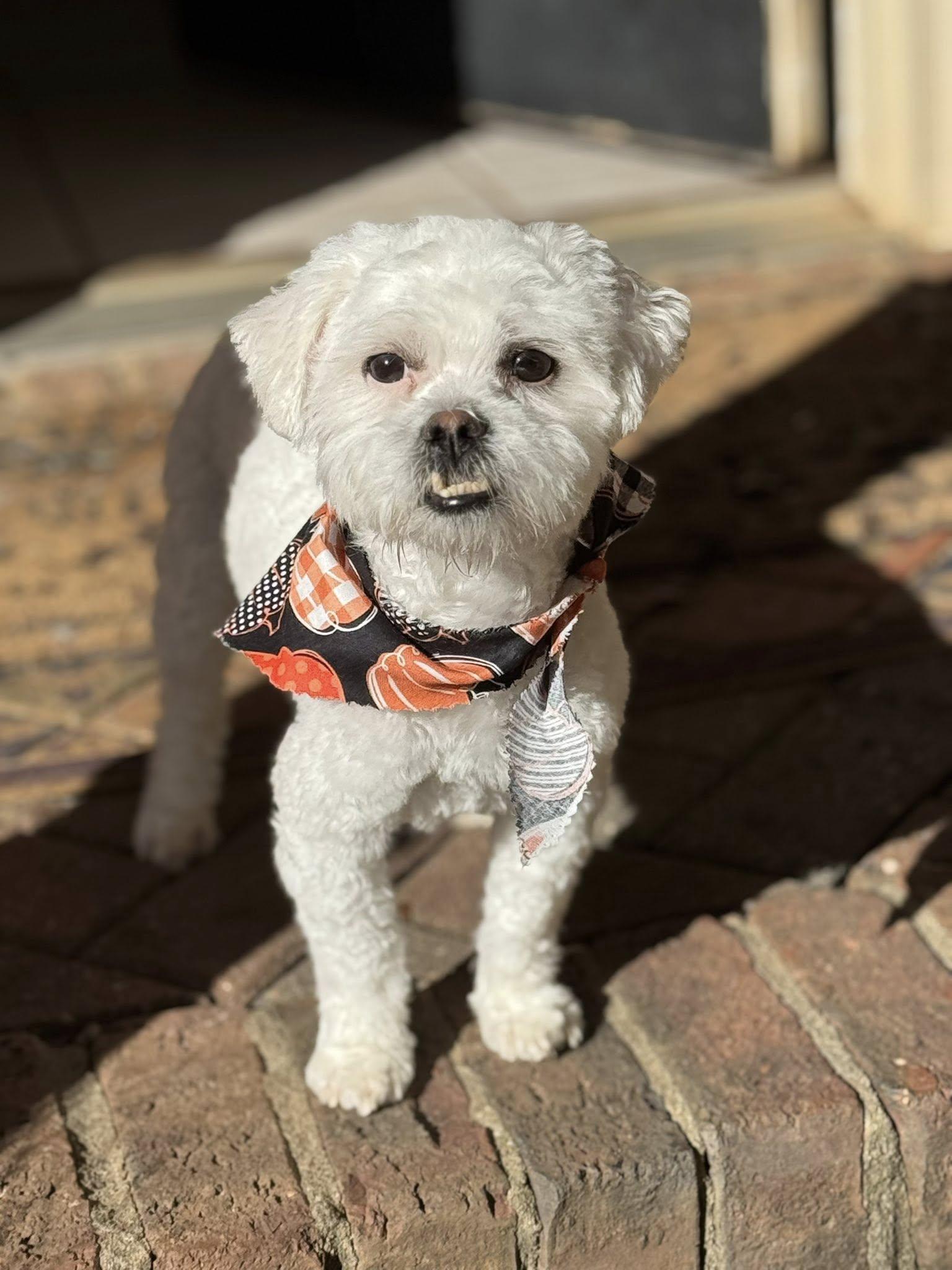 Luffy, Adoptable, Adult Male Miniature Poodle.