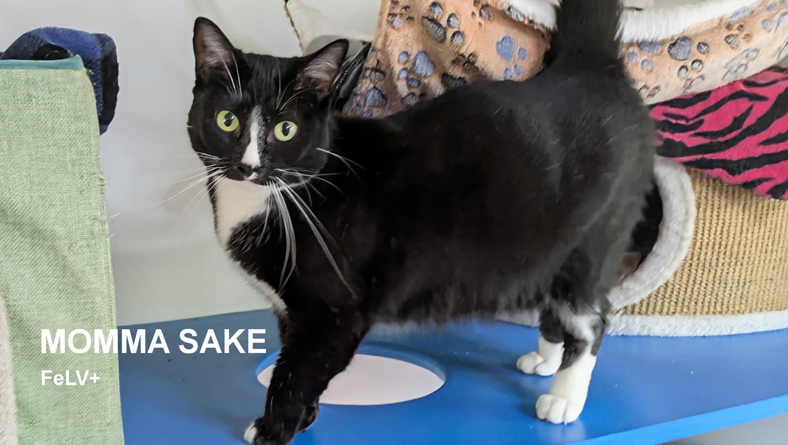 Momma Sake, Adoptable, Young Female Domestic Short Hair.