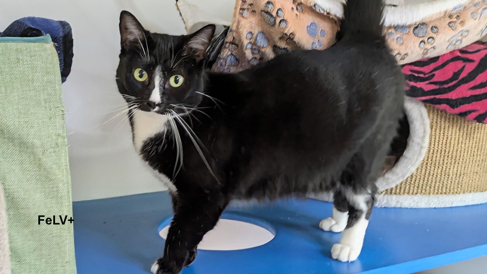 Momma Sake, a Adoptable Domestic Short Hair in Santa Rosa, CA image 3/3