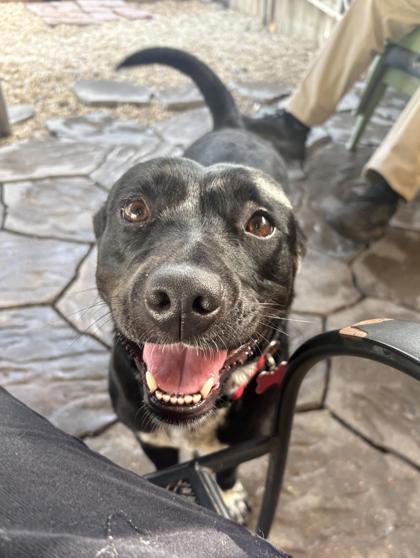 Enlarge Daisy Jane IN FOSTER, a Adoptable mixed breed in New Orleans, LA image 1/3