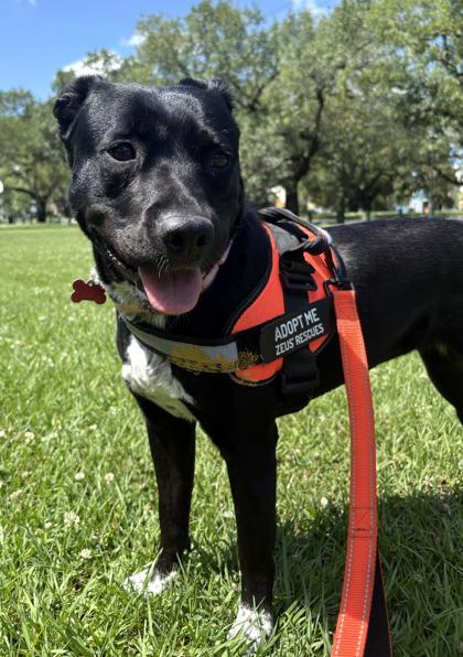 Enlarge Daisy Jane IN FOSTER, a Adoptable mixed breed in New Orleans, LA image 2/3