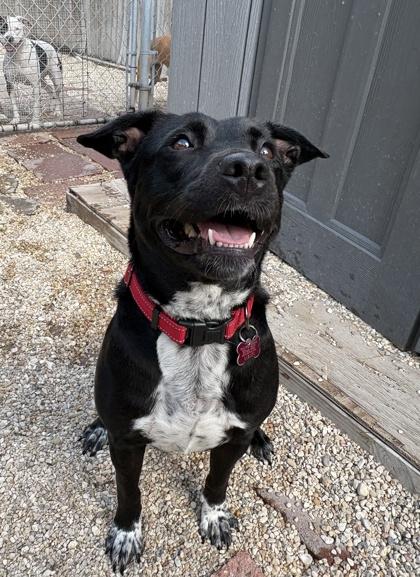 Enlarge Daisy Jane IN FOSTER, a Adoptable mixed breed in New Orleans, LA image 3/3