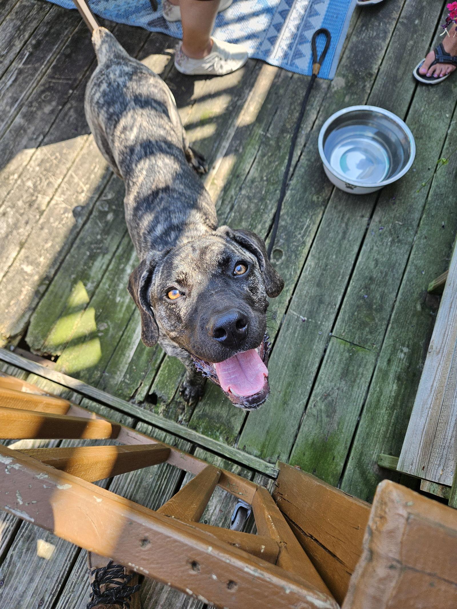 Enlarge Daisy, a Adoptable Mastiff in Belleville, MI image 1/2