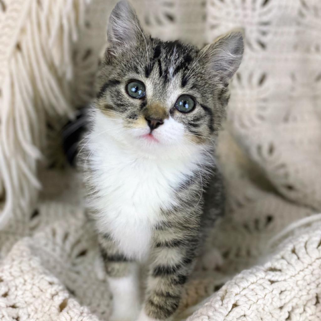 Enlarge Angelou, a Adoptable mixed breed in Decorah, IA image 1/1