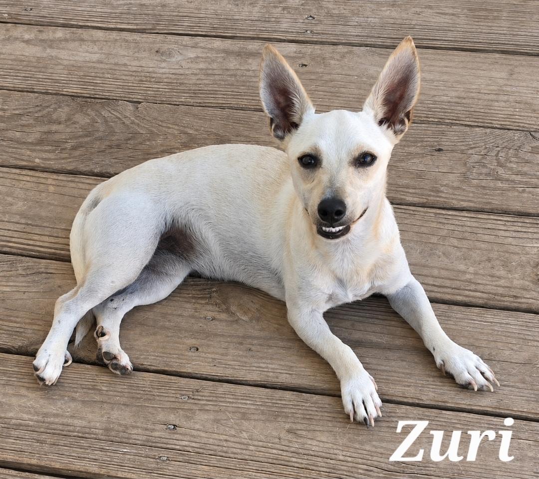 Enlarge Zuri, a Adoptable mixed breed in Elkton, MD image 2/2