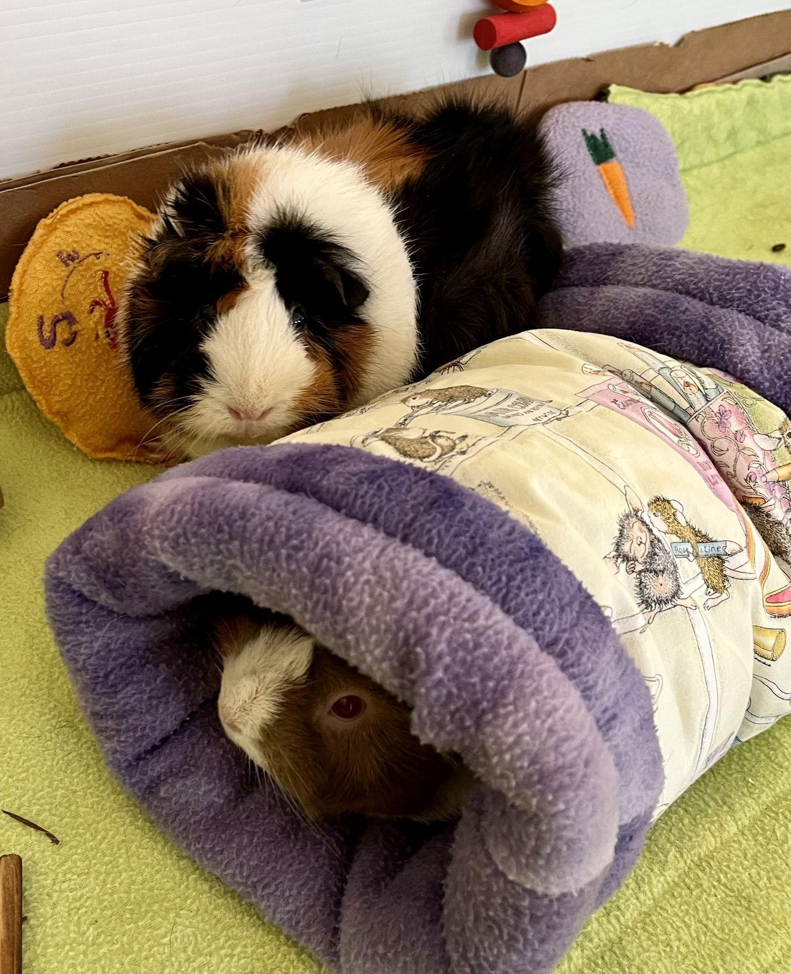 Momo and Mimi, Adoptable, Senior Female Guinea Pig.