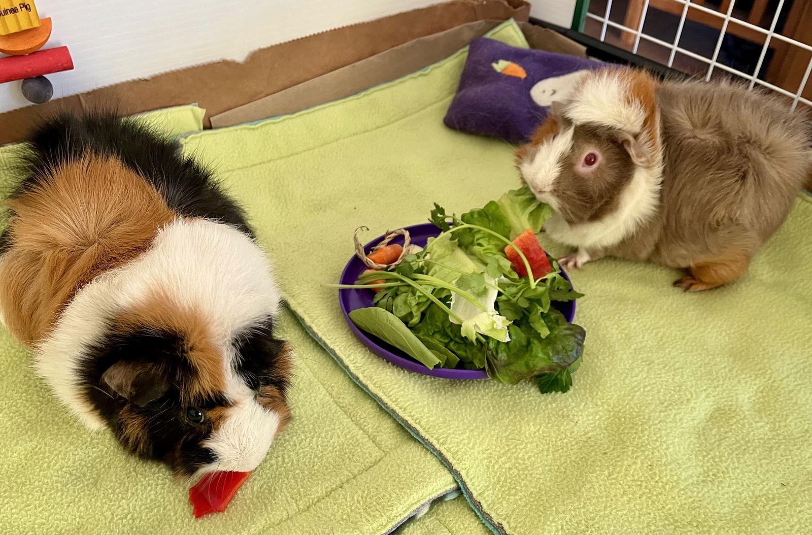 Enlarge Momo and Mimi, a Adoptable Guinea Pig in Aurora, IL image 2/3